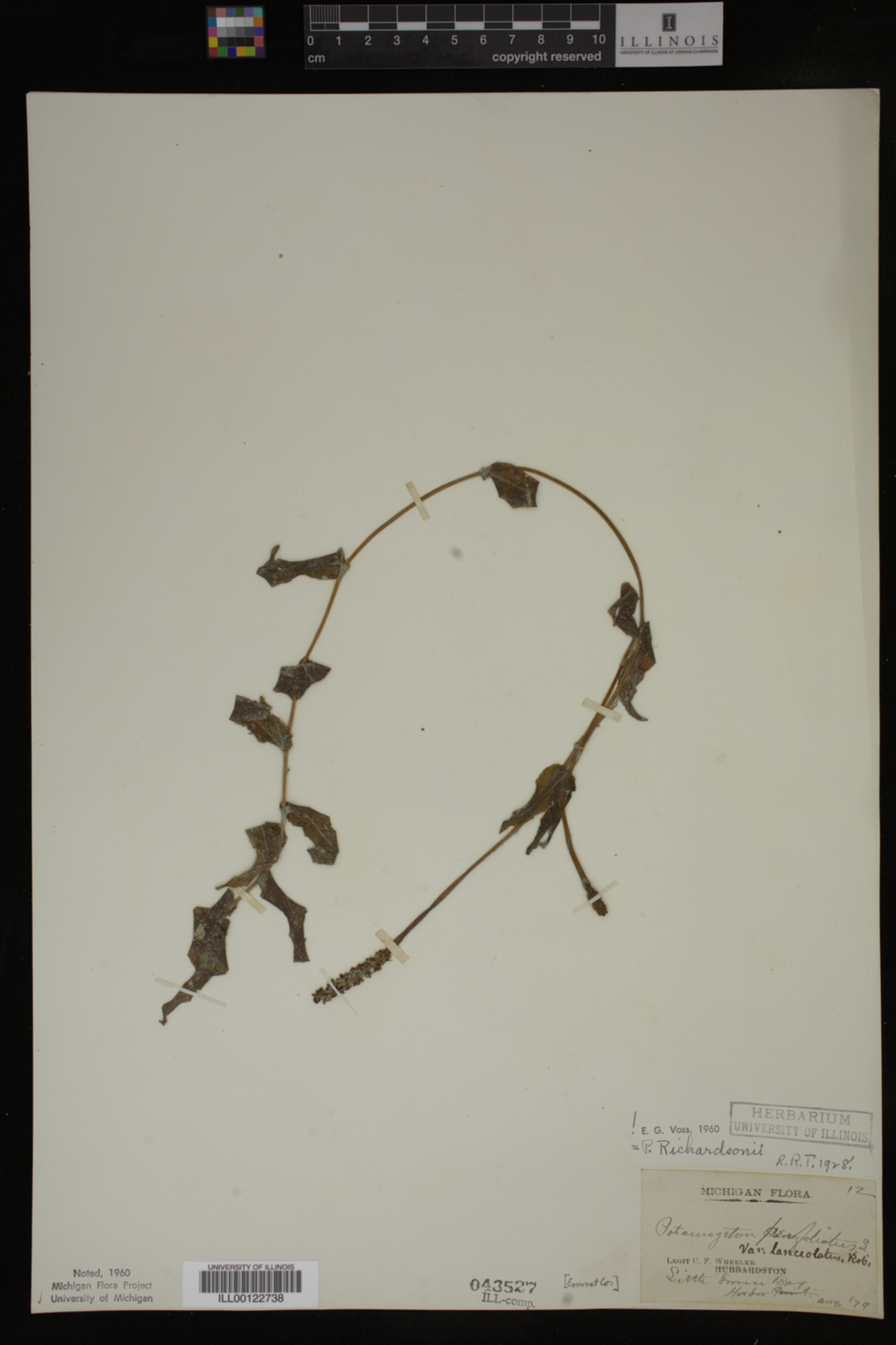 Potamogeton richardsonii image