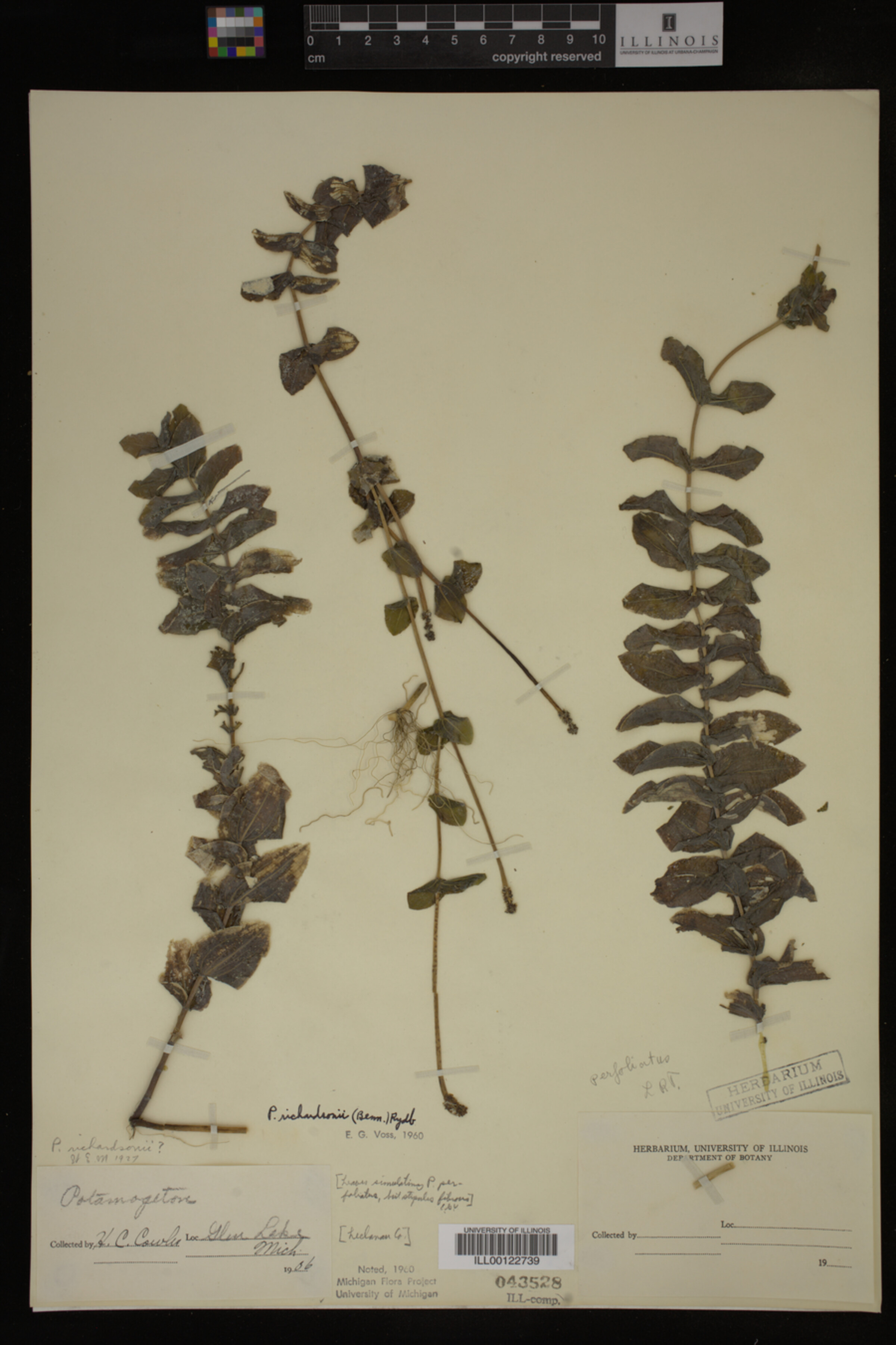 Potamogeton richardsonii image