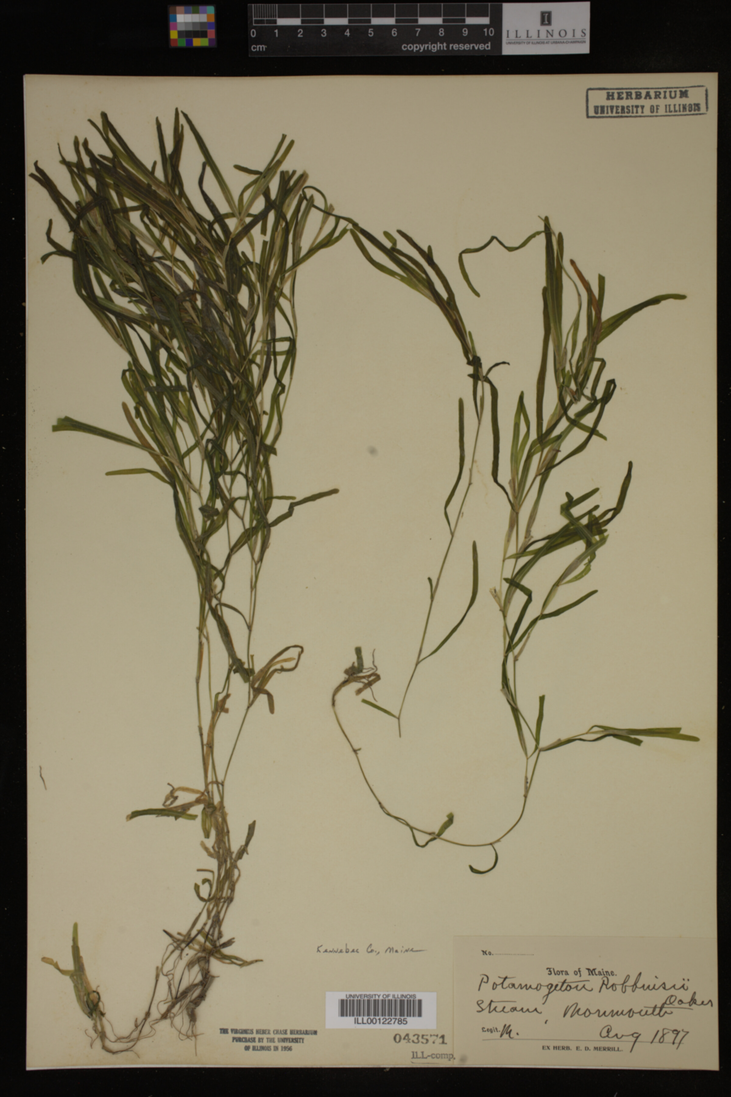 Potamogeton robbinsii image