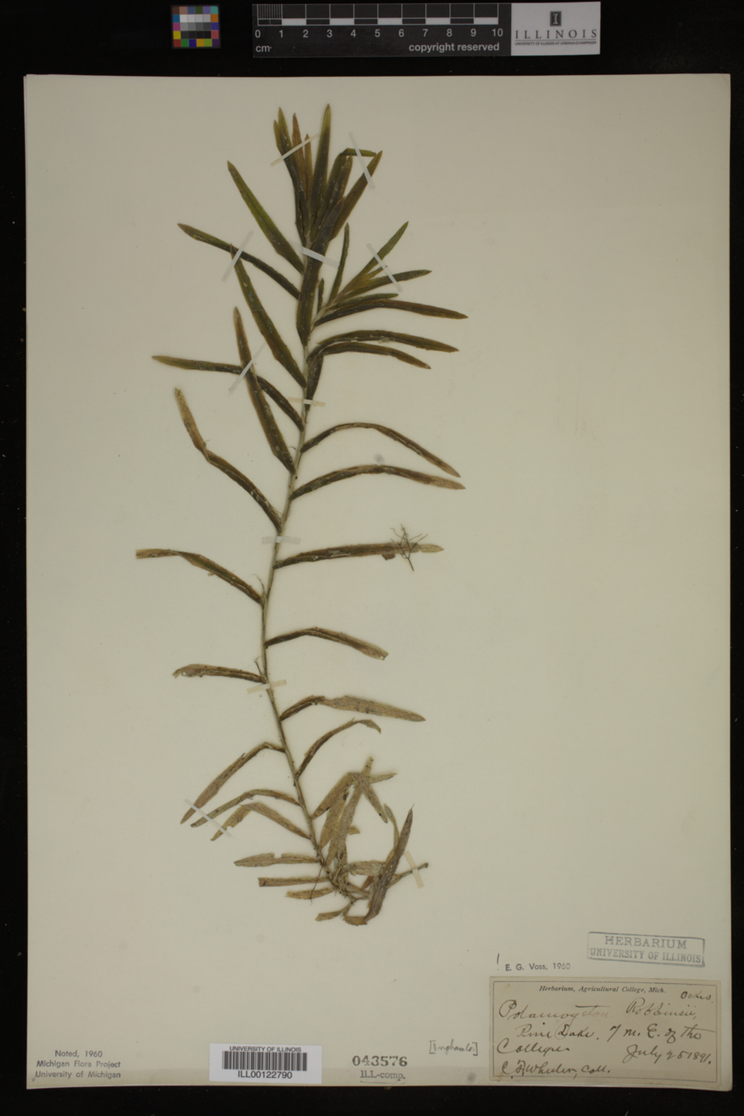 Potamogeton robbinsii image