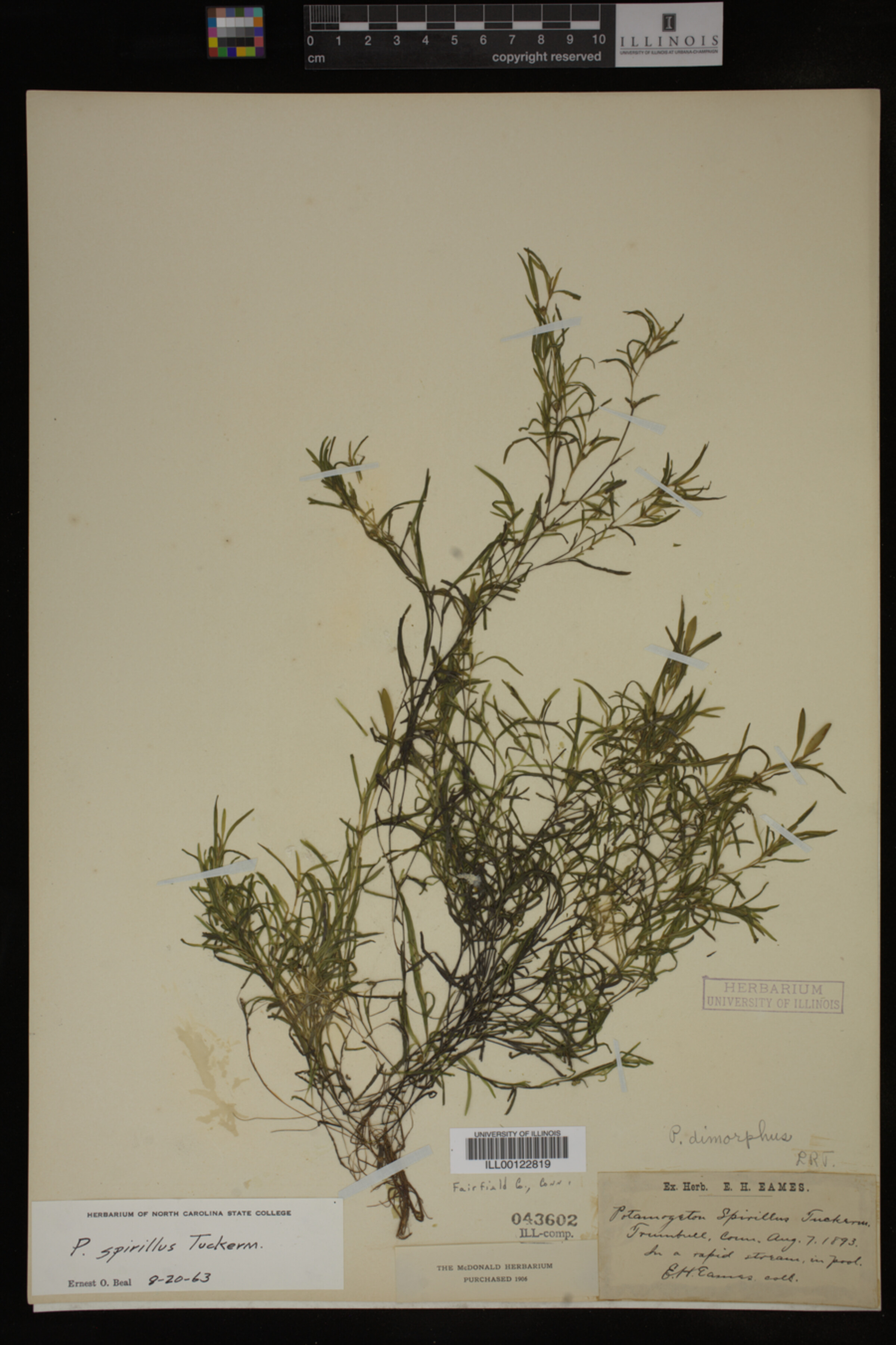Potamogeton spirillus image