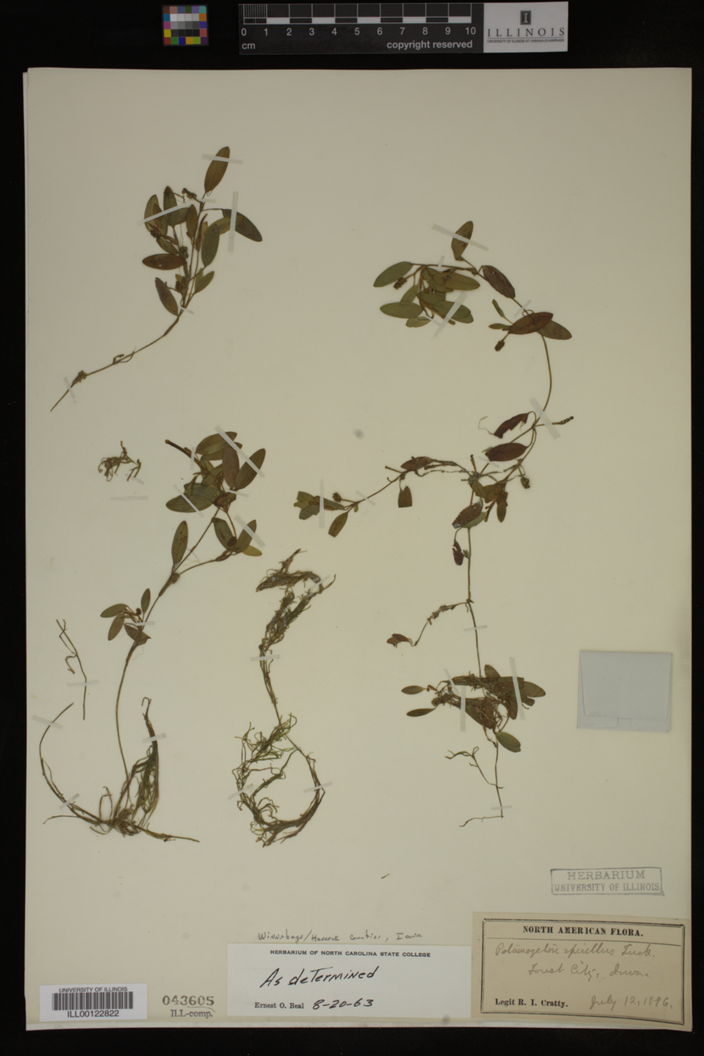 Potamogeton spirillus image
