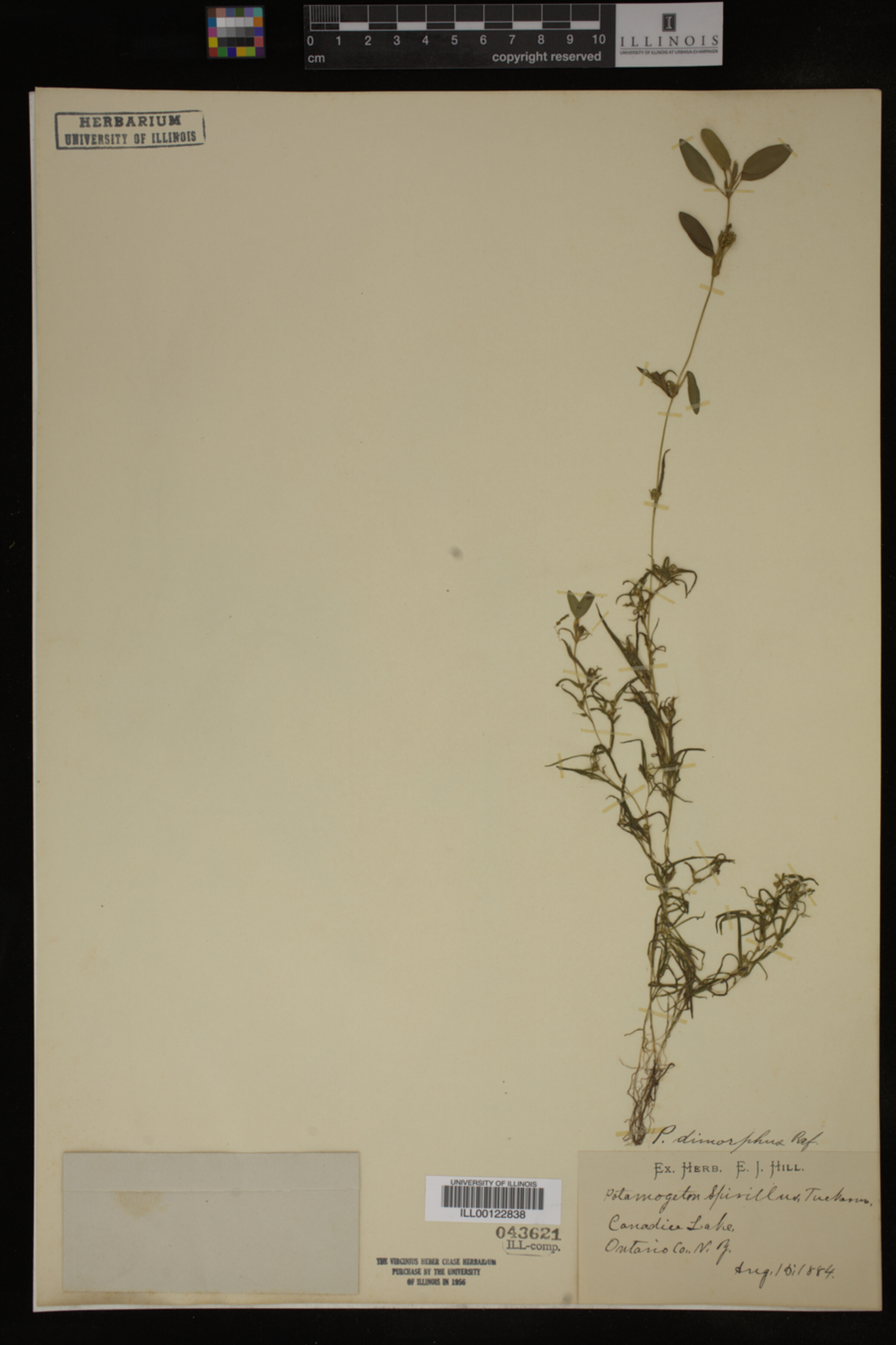 Potamogeton spirillus image