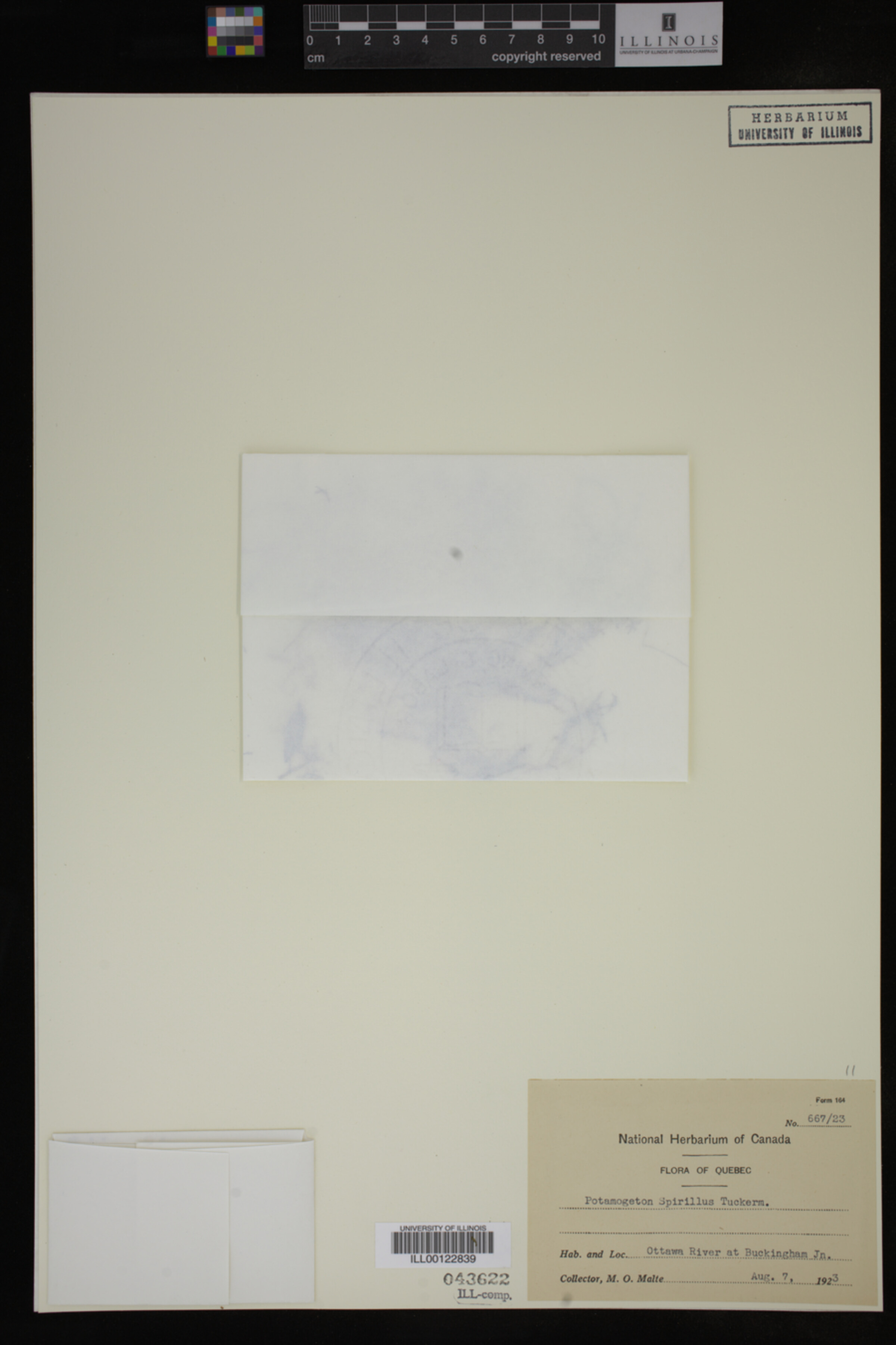 Potamogeton spirillus image