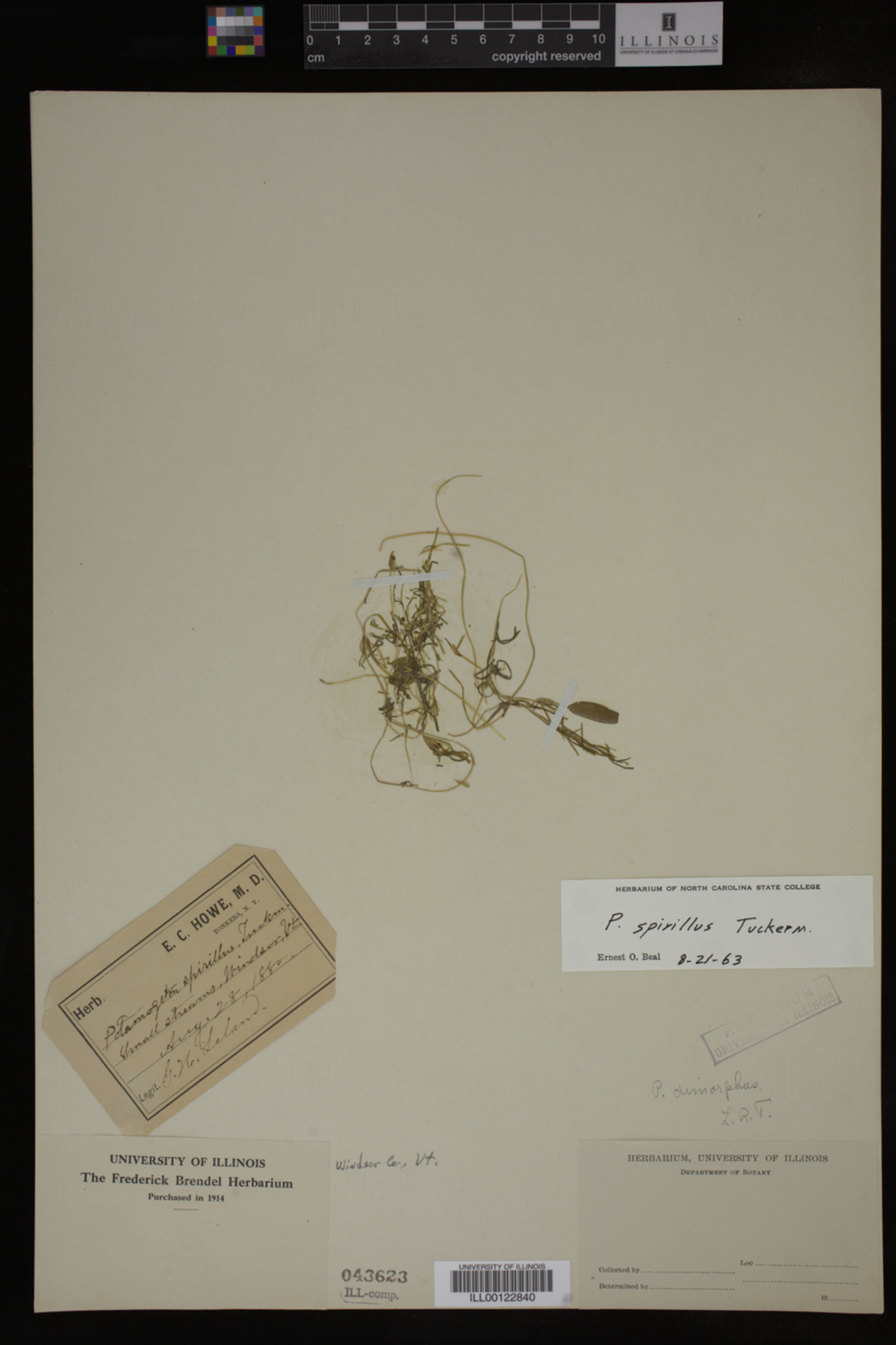 Potamogeton spirillus image