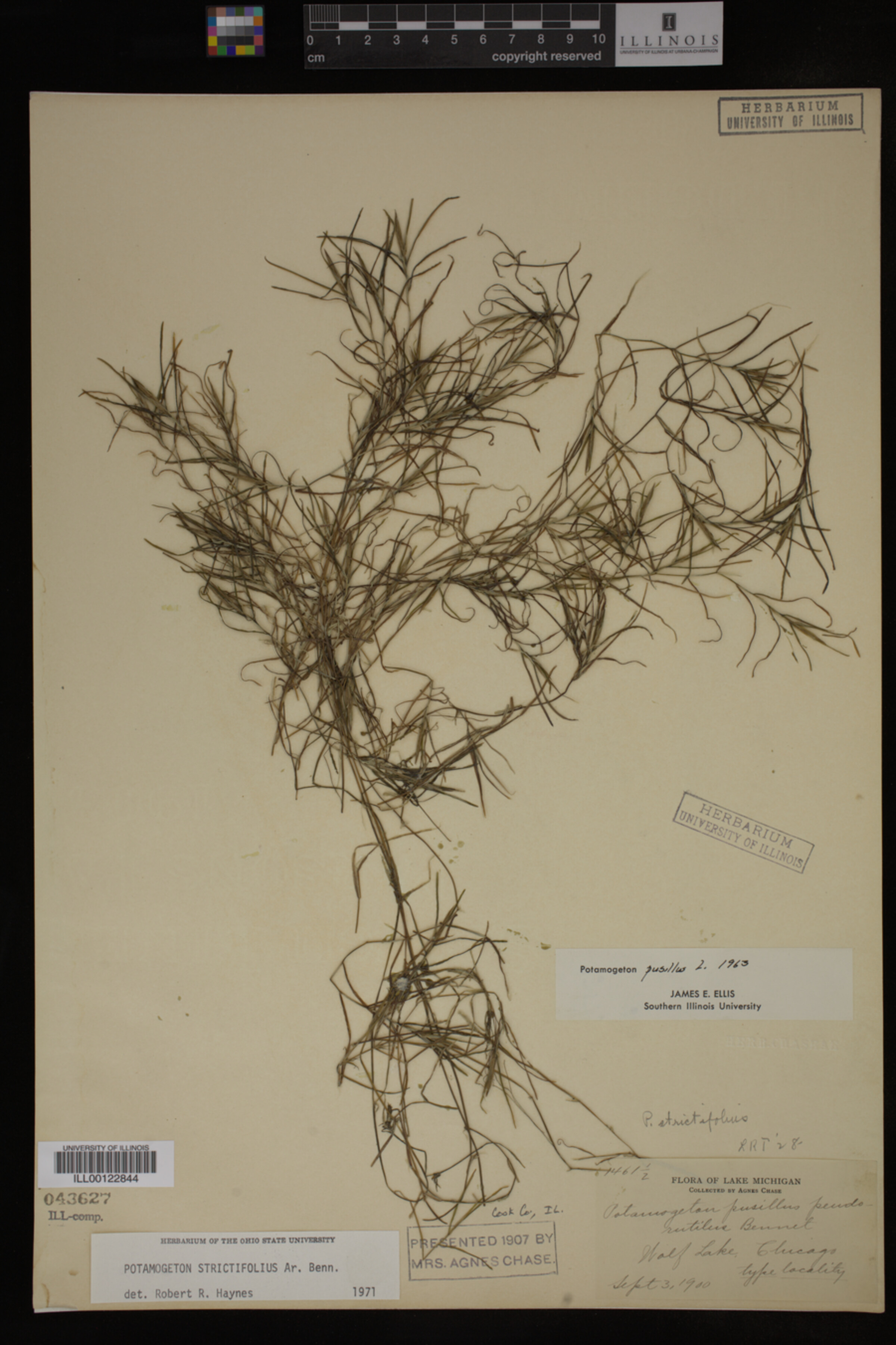 Potamogeton strictifolius image