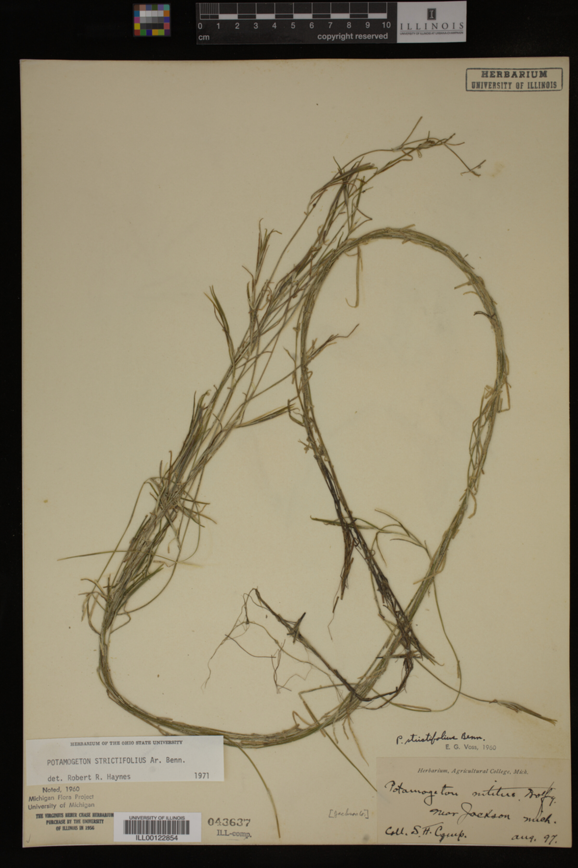 Potamogeton strictifolius image