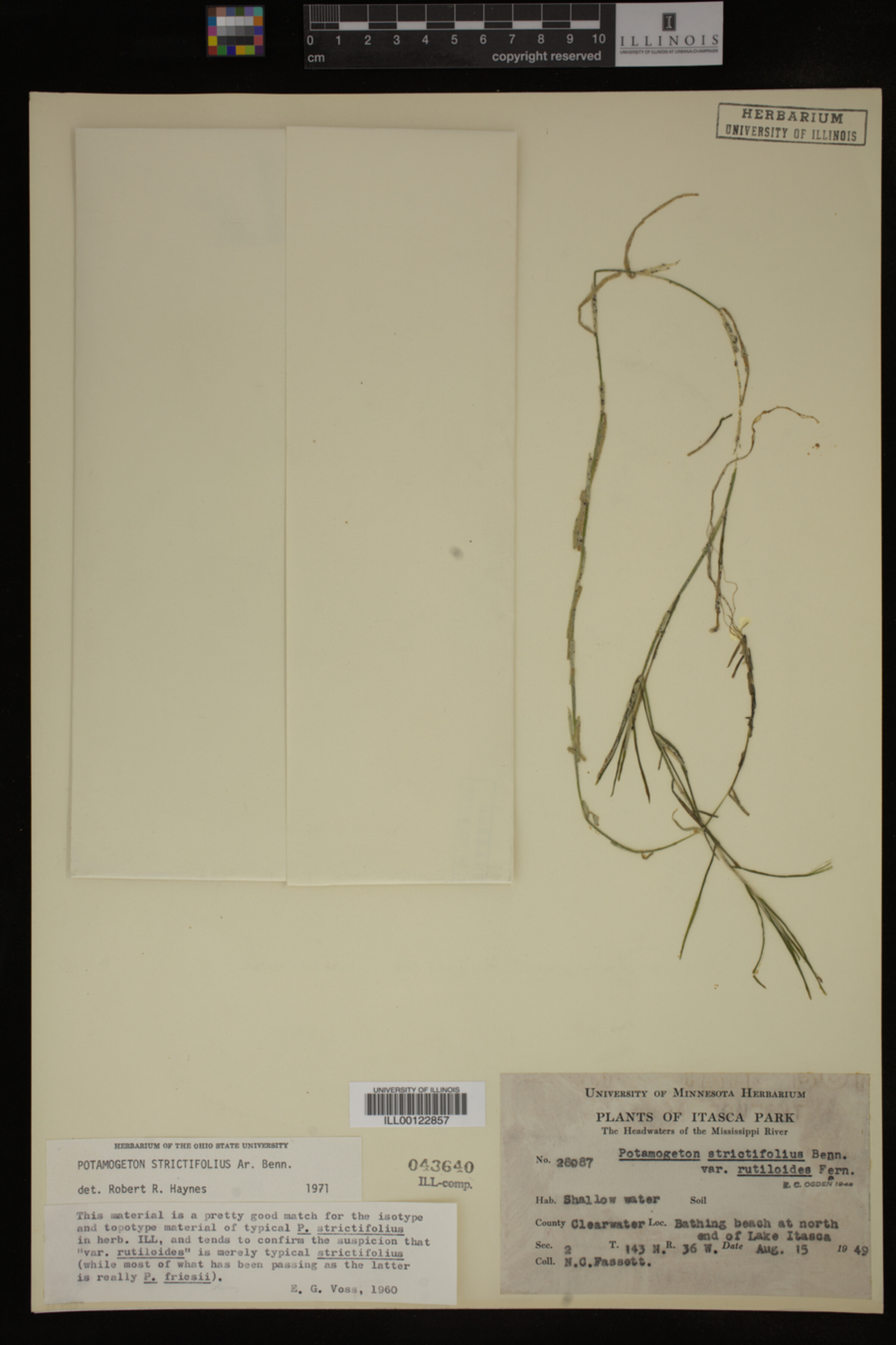 Potamogeton strictifolius image