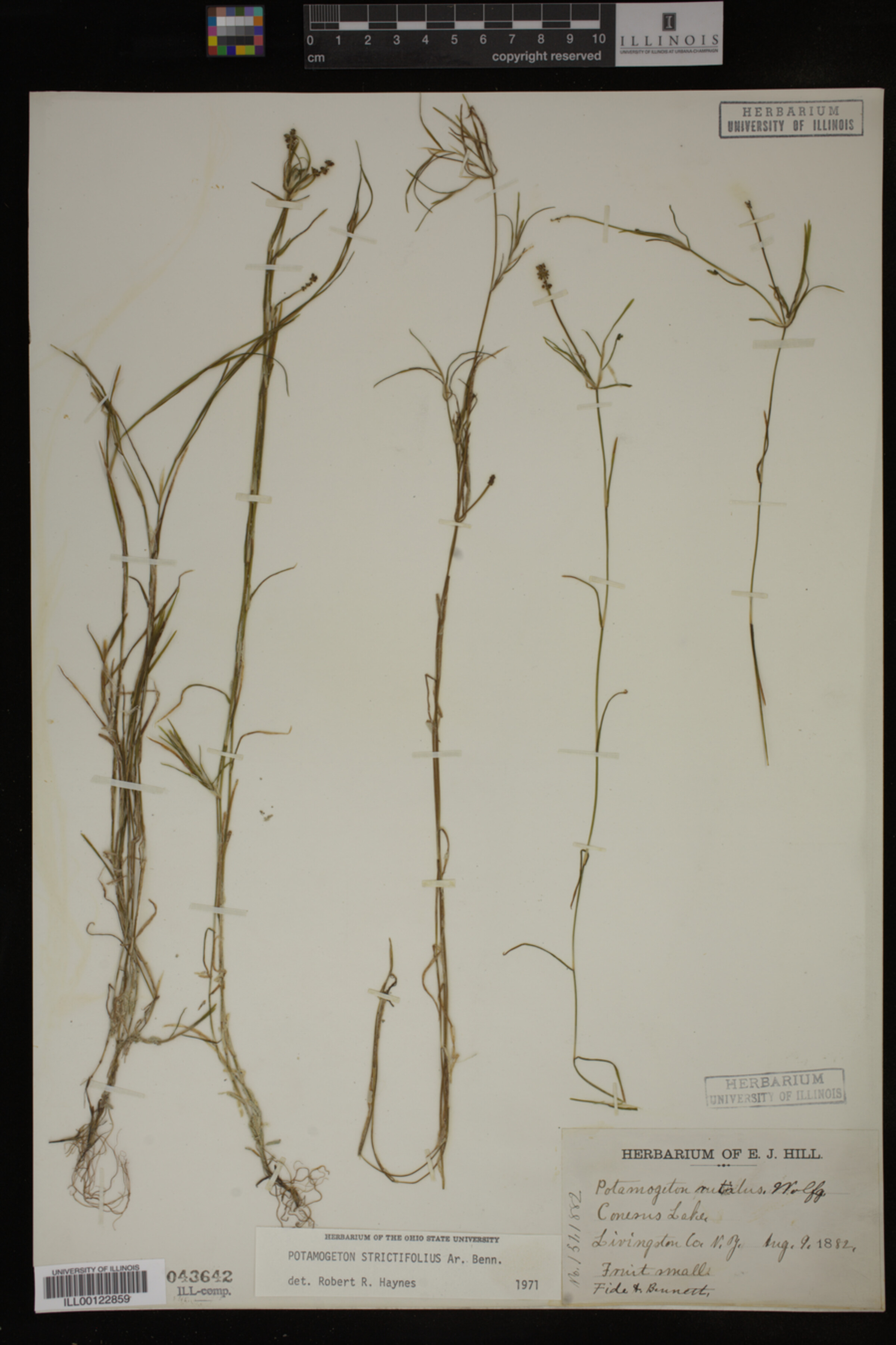 Potamogeton strictifolius image