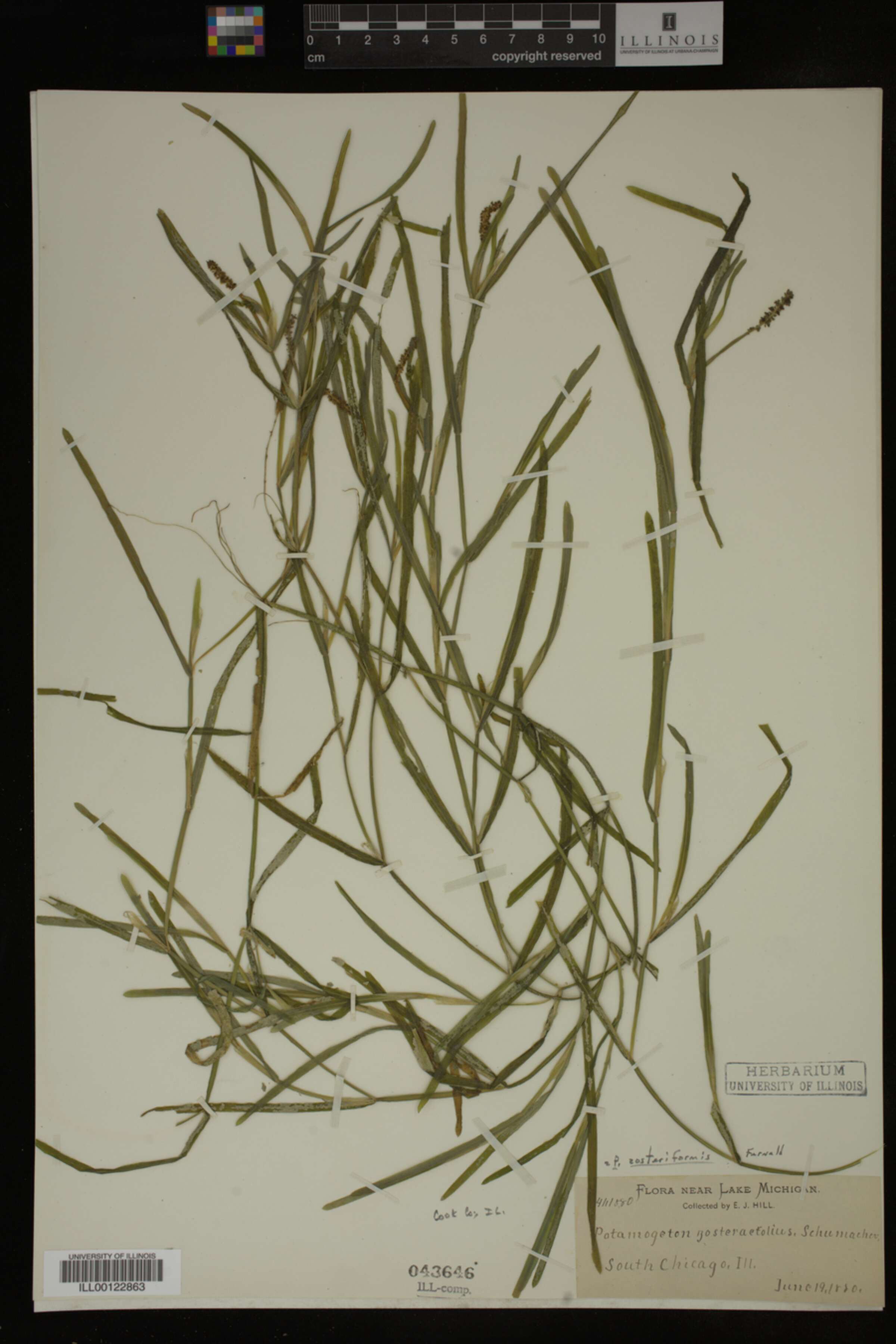 Potamogeton zosteriformis image