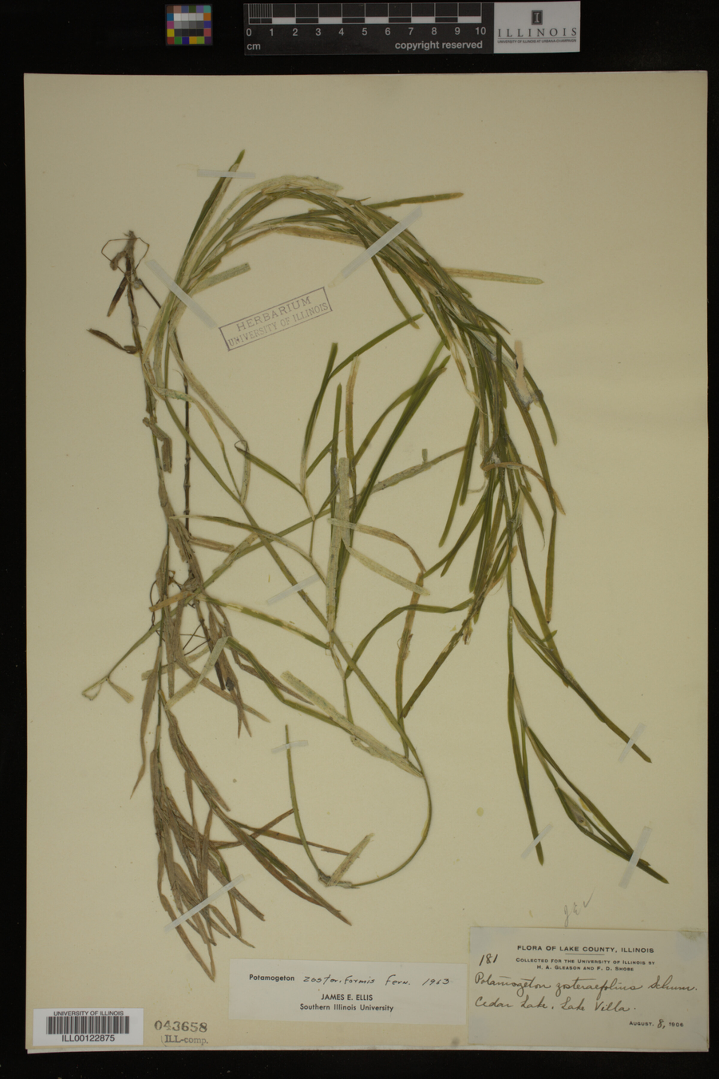 Potamogeton zosteriformis image