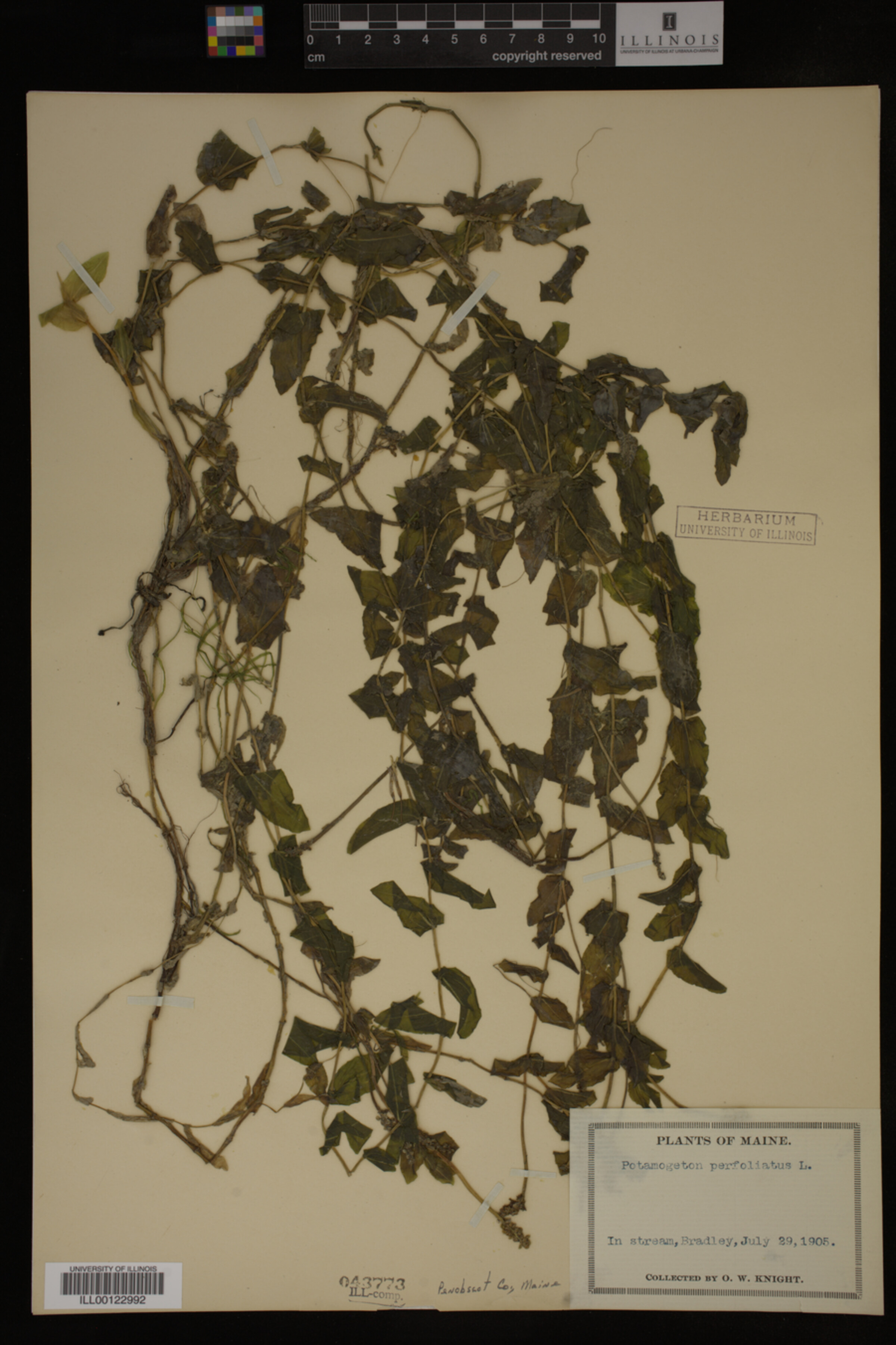 Potamogeton perfoliatus image
