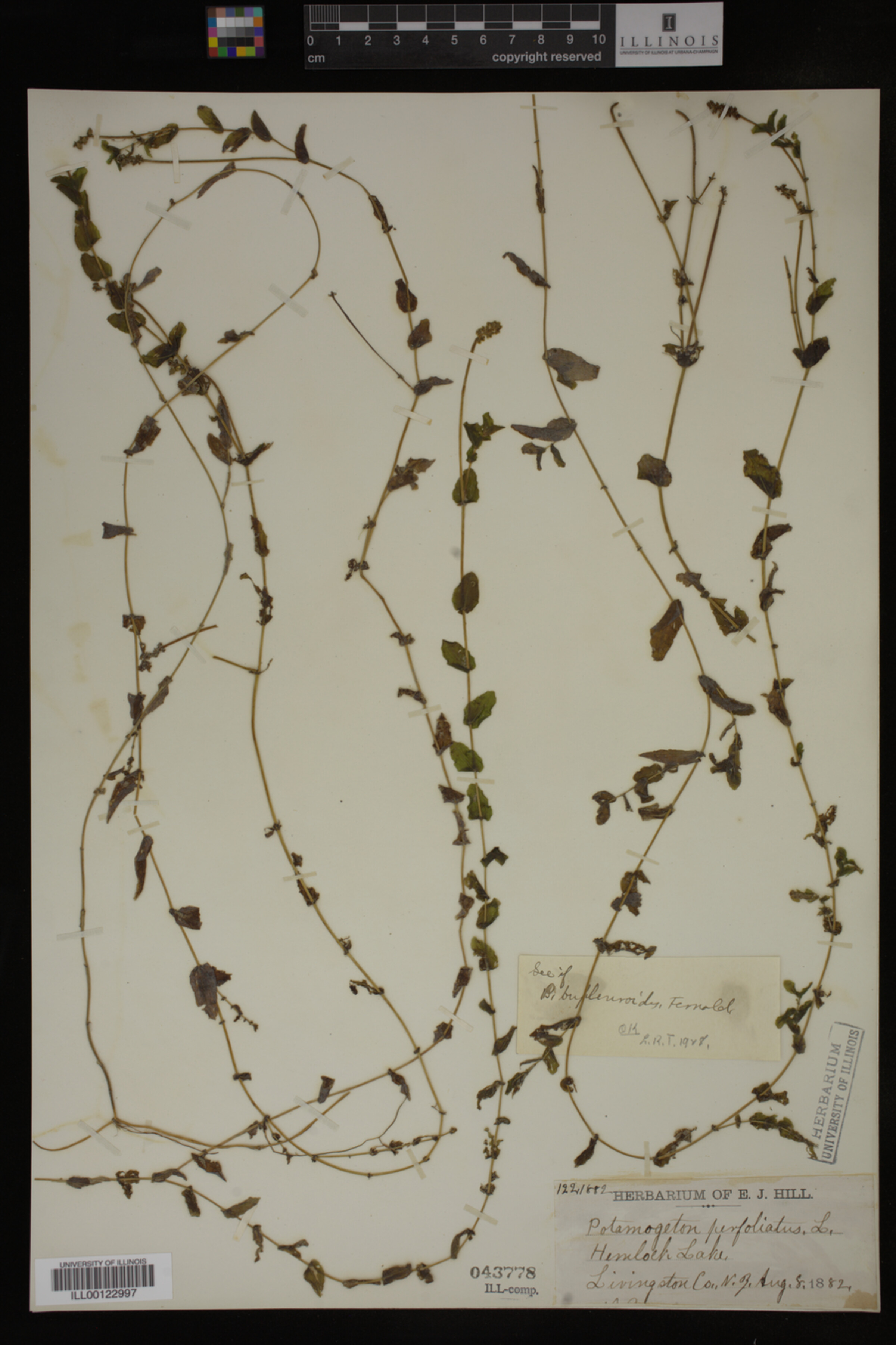 Potamogeton perfoliatus image
