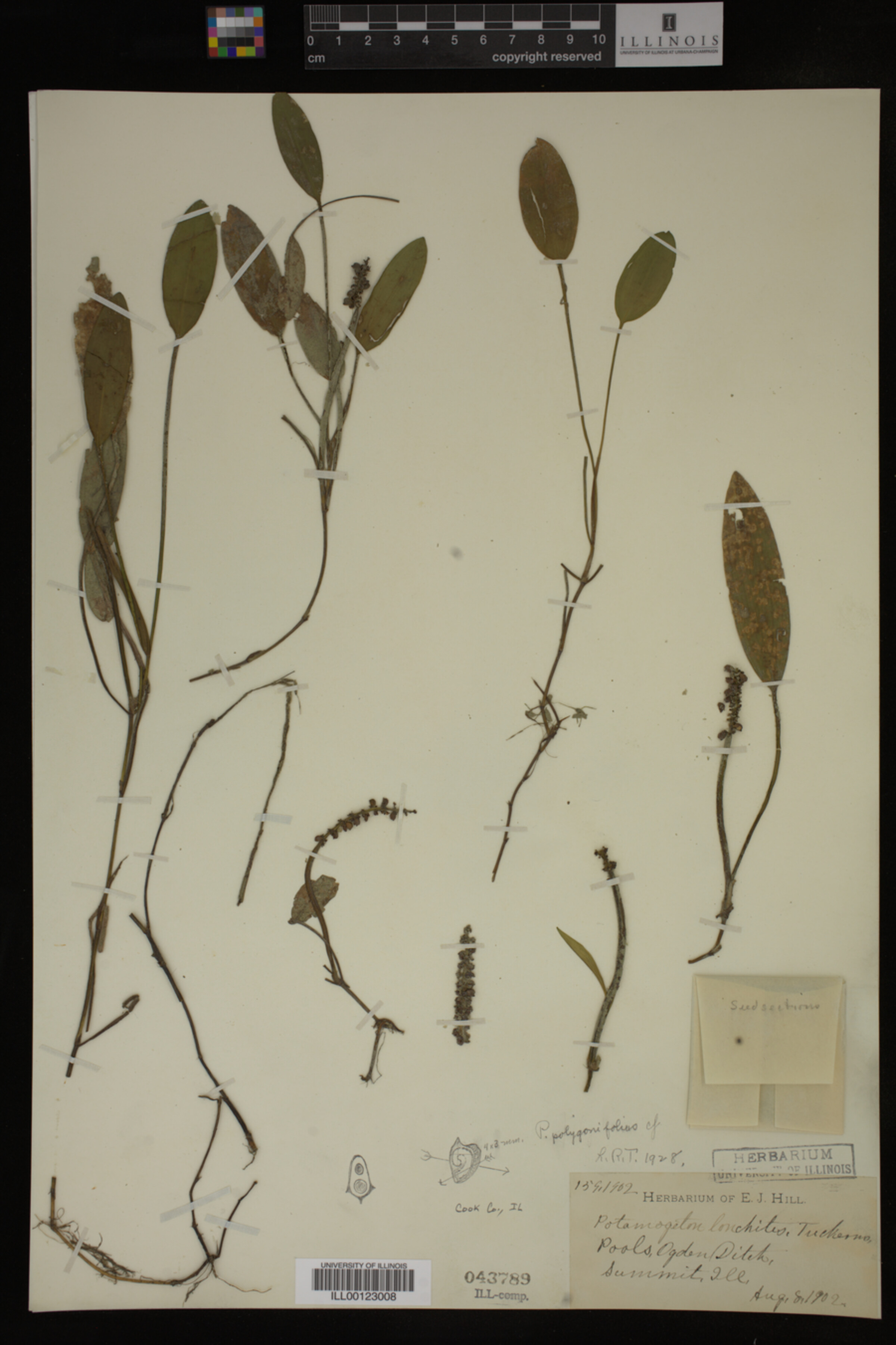 Potamogeton polygonifolius image