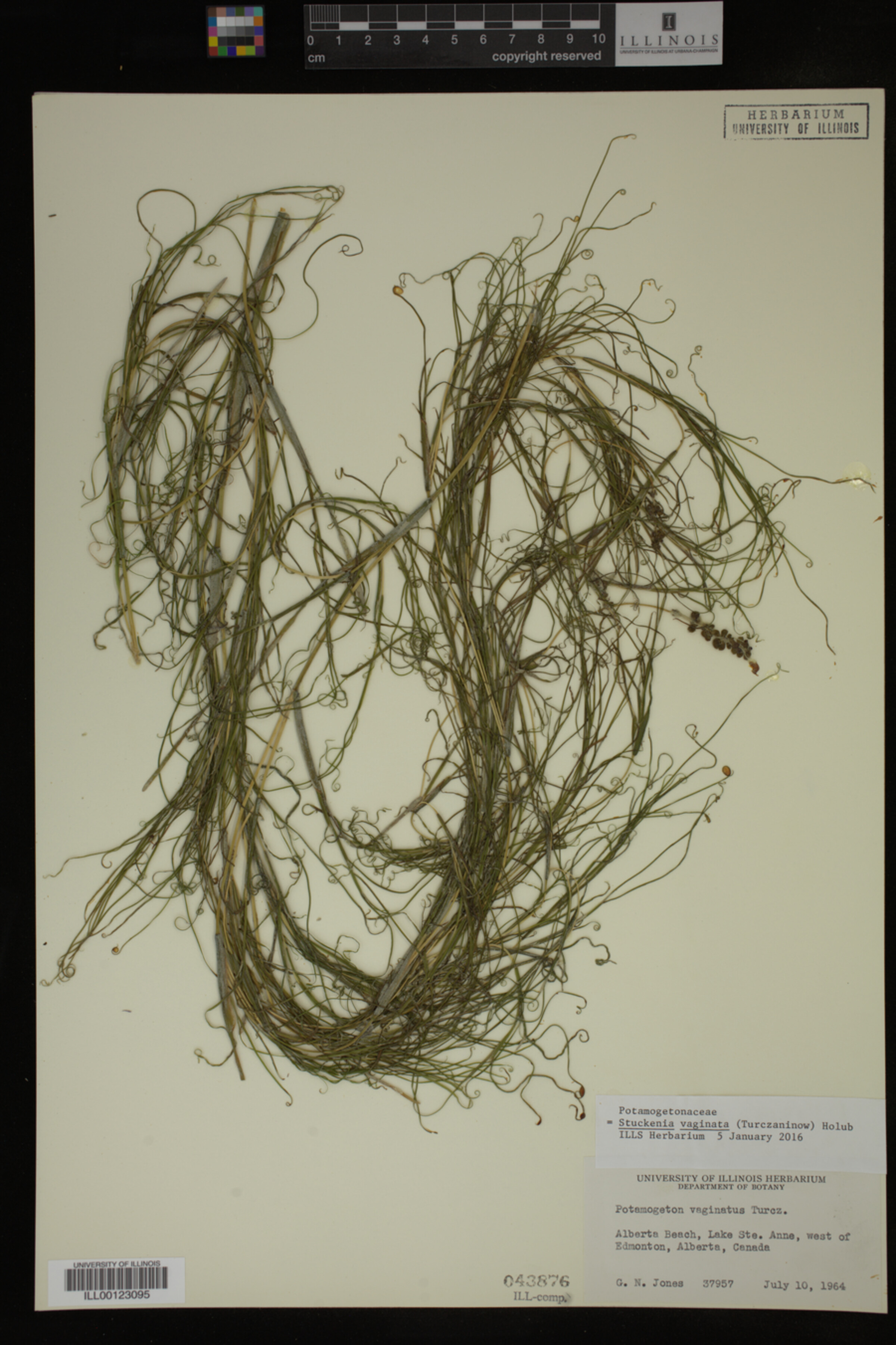 Stuckenia vaginata image