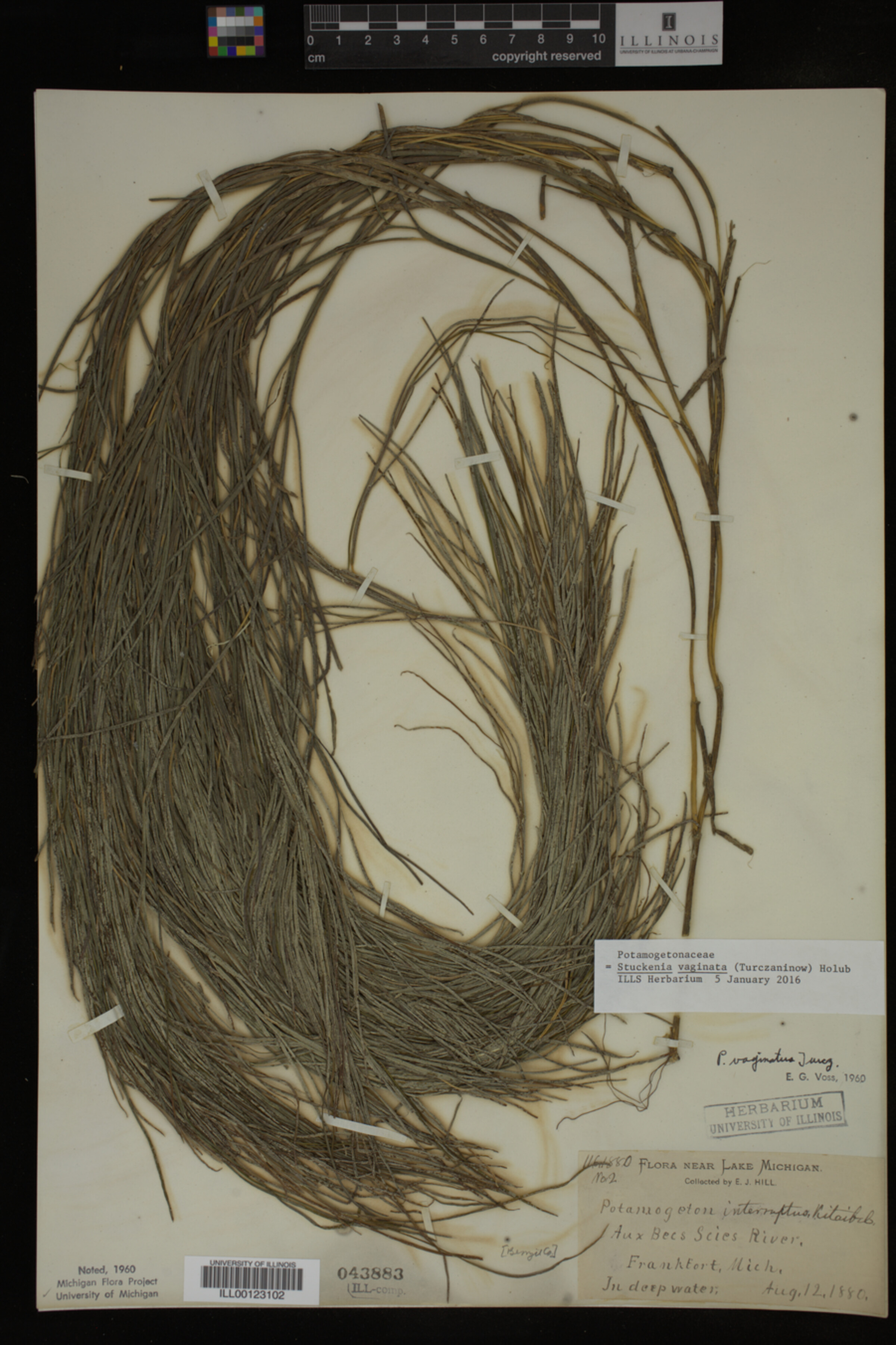 Stuckenia vaginata image