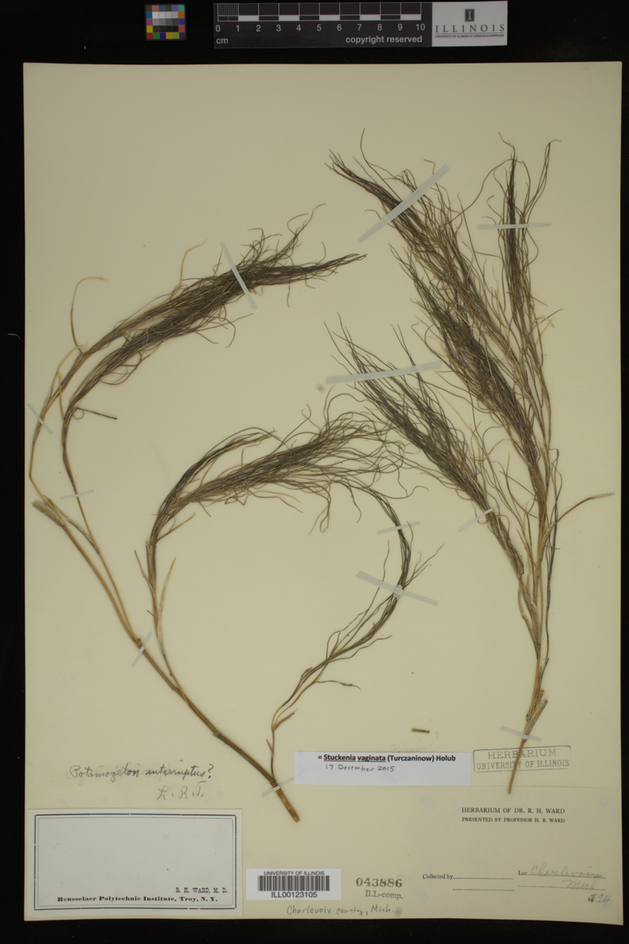 Stuckenia vaginata image