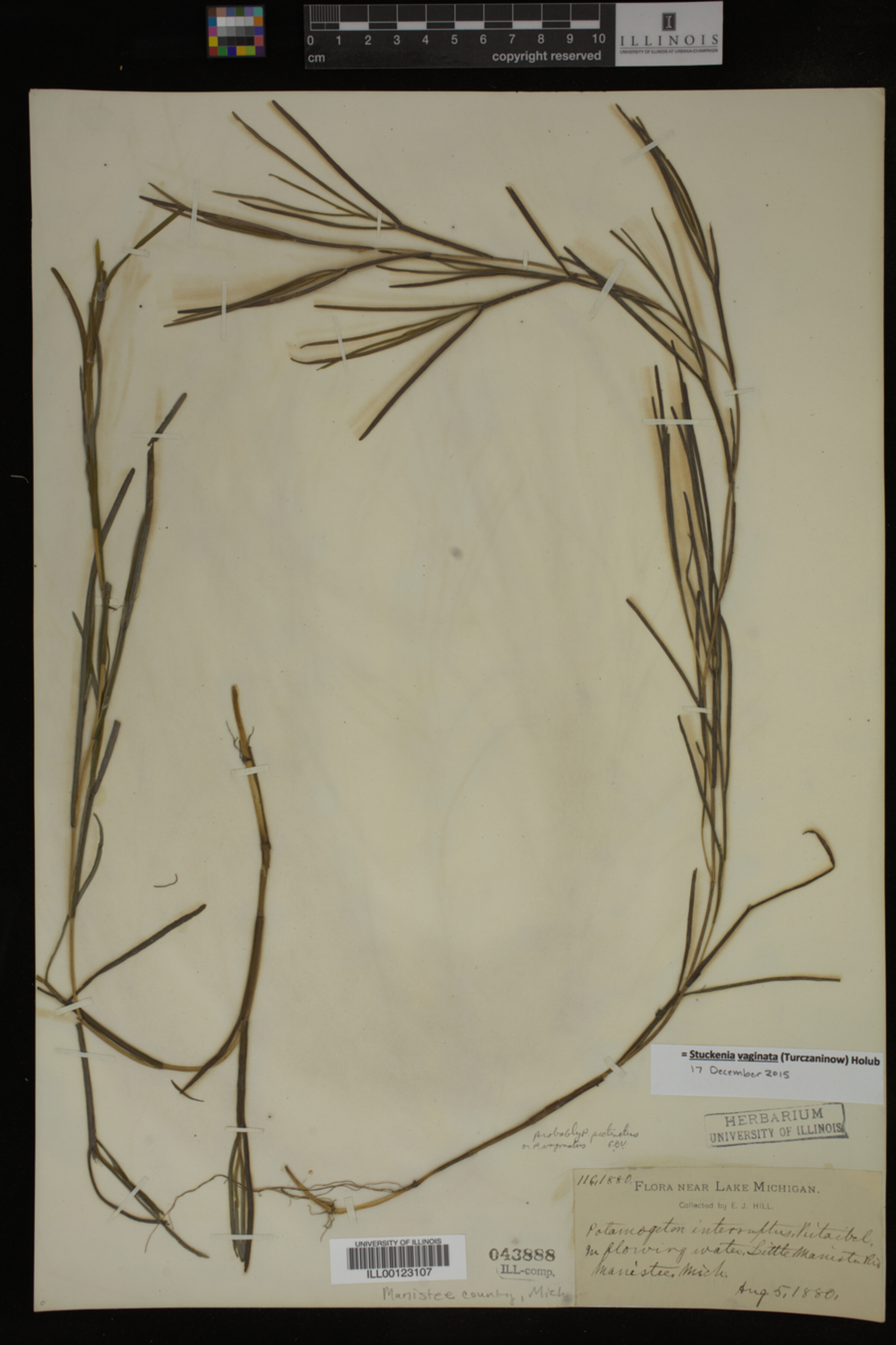 Stuckenia vaginata image