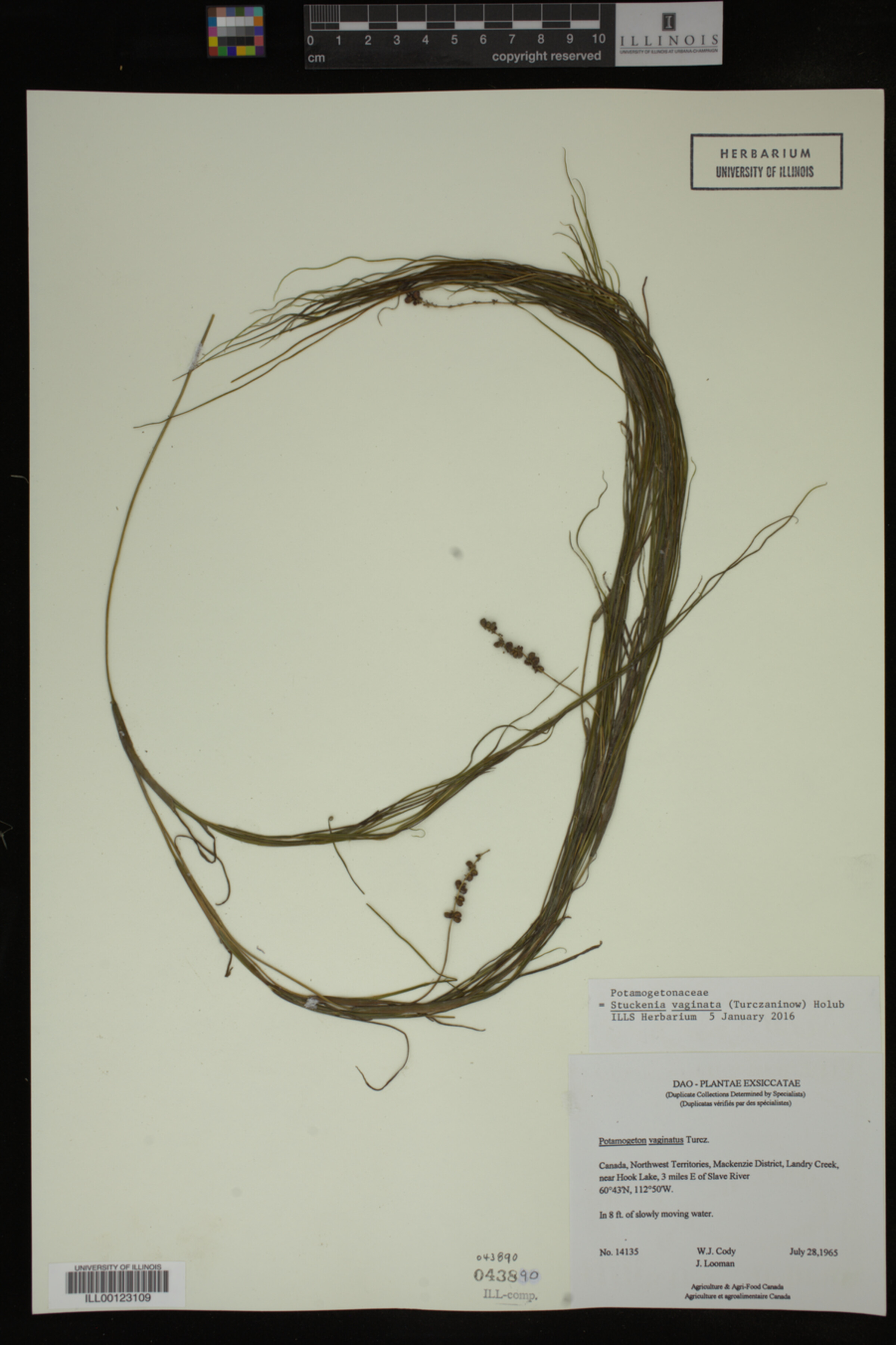 Stuckenia image
