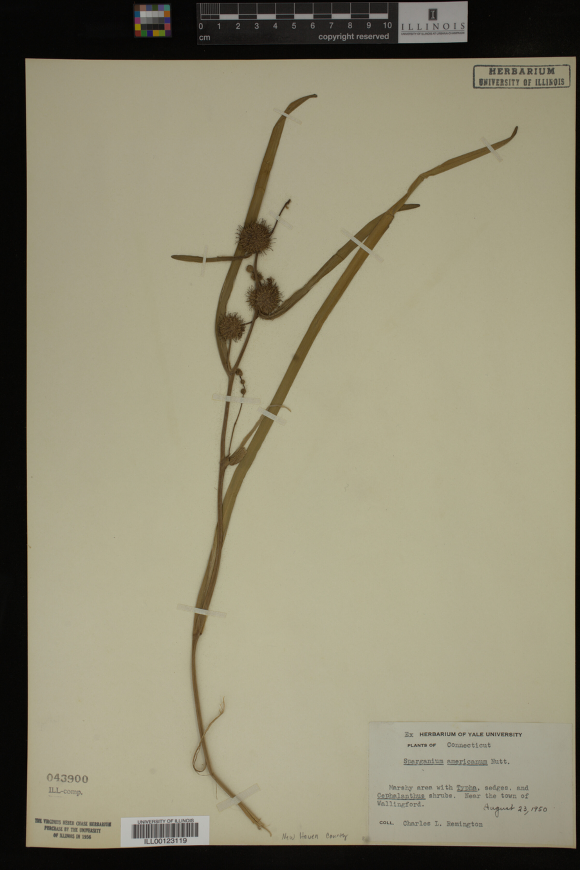Typhaceae image