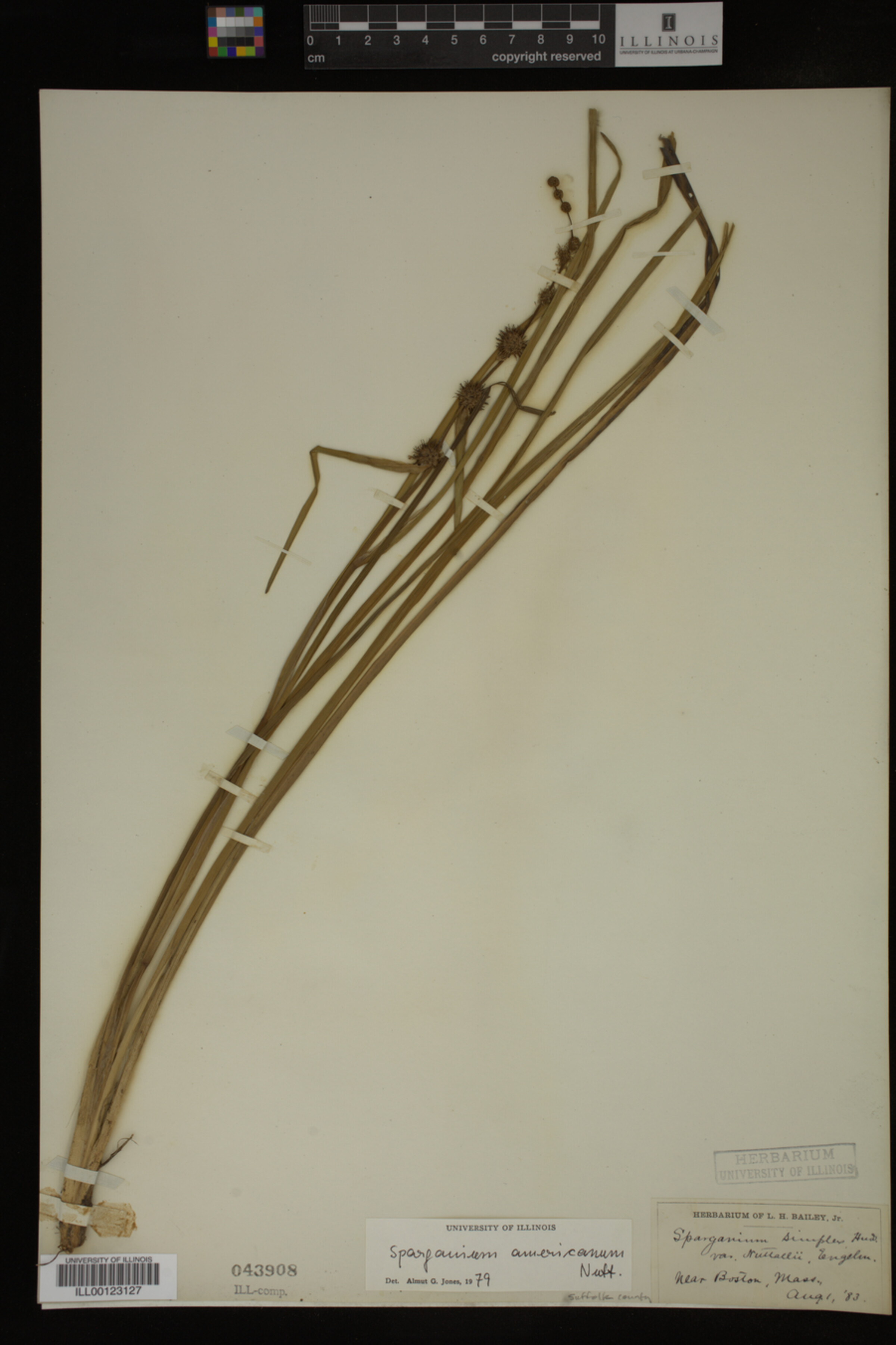 Sparganium americanum image