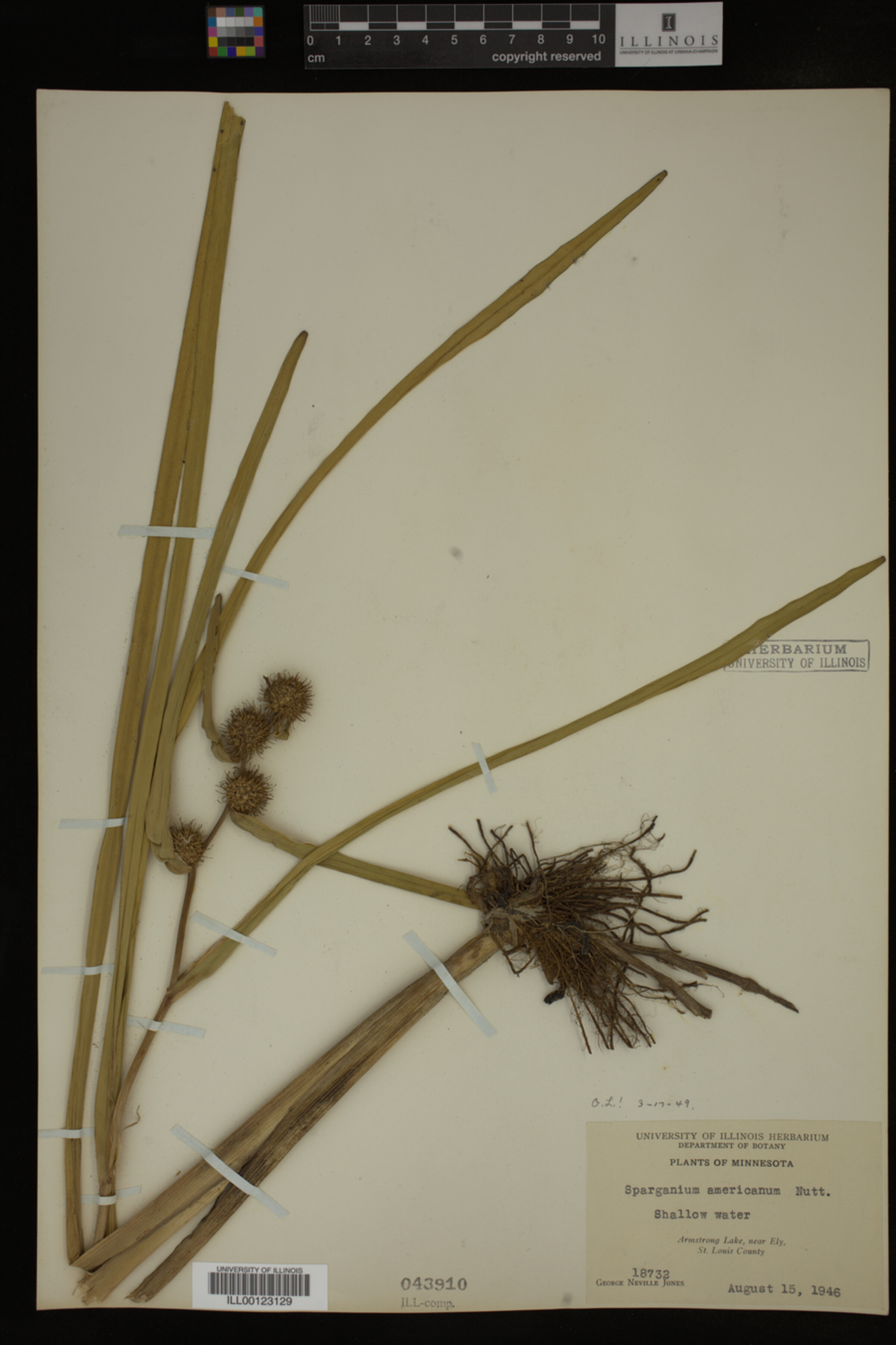 Sparganium americanum image