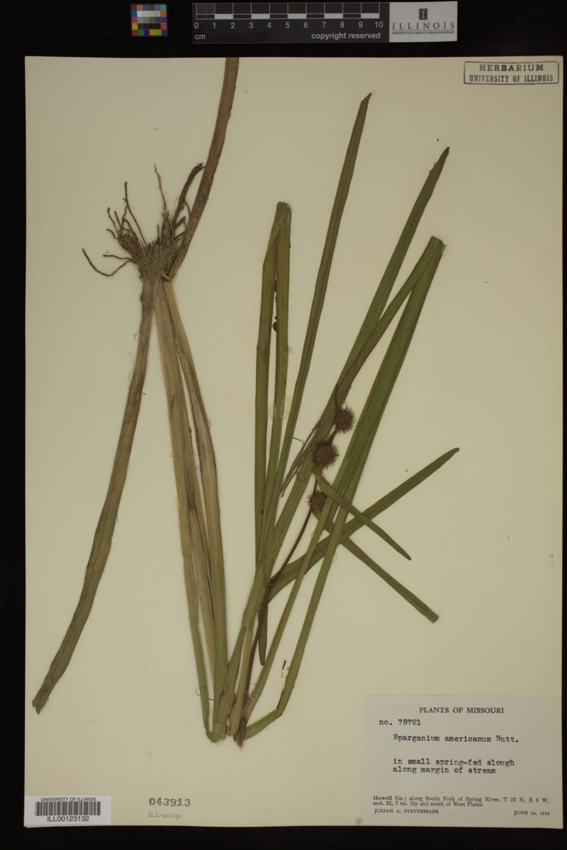 Sparganium americanum image