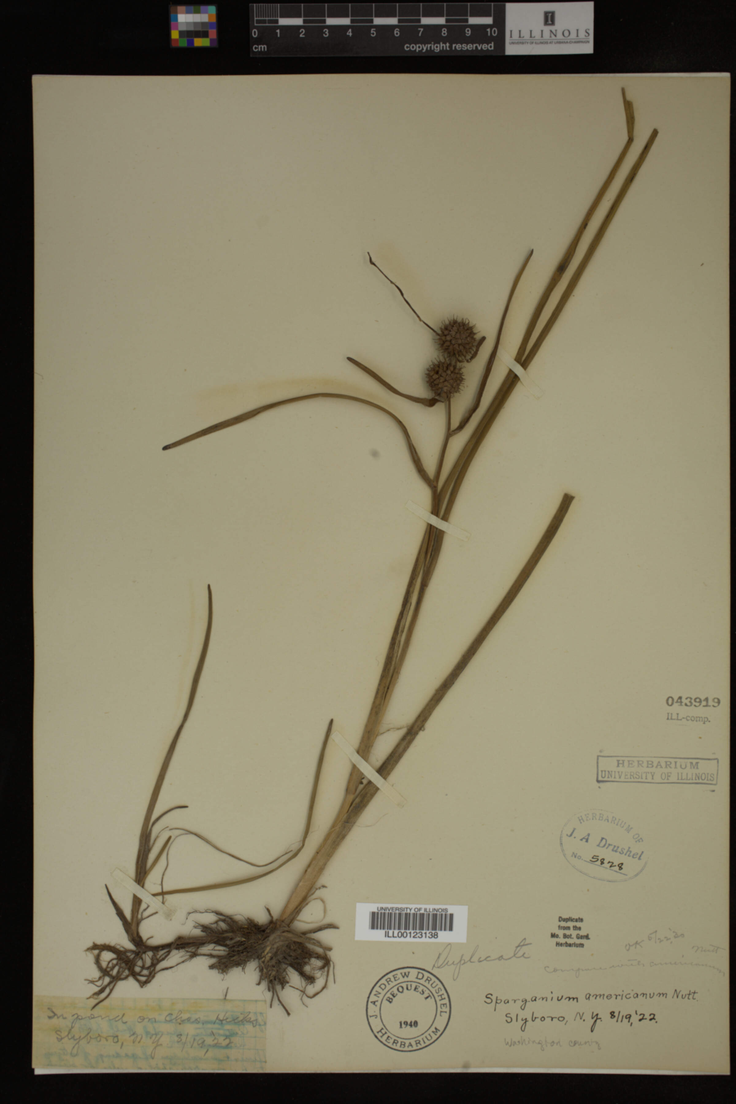 Sparganium americanum image