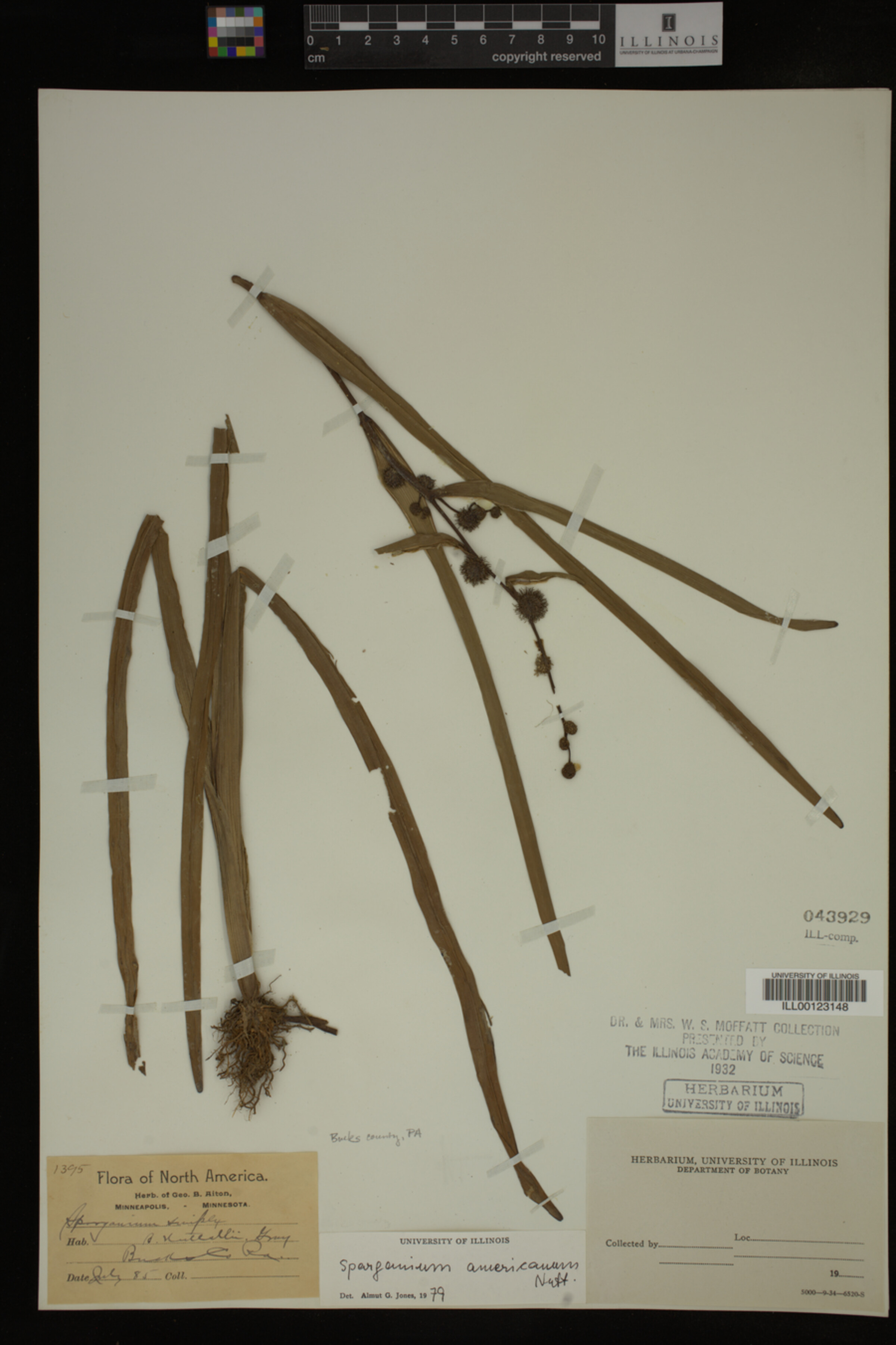 Sparganium americanum image
