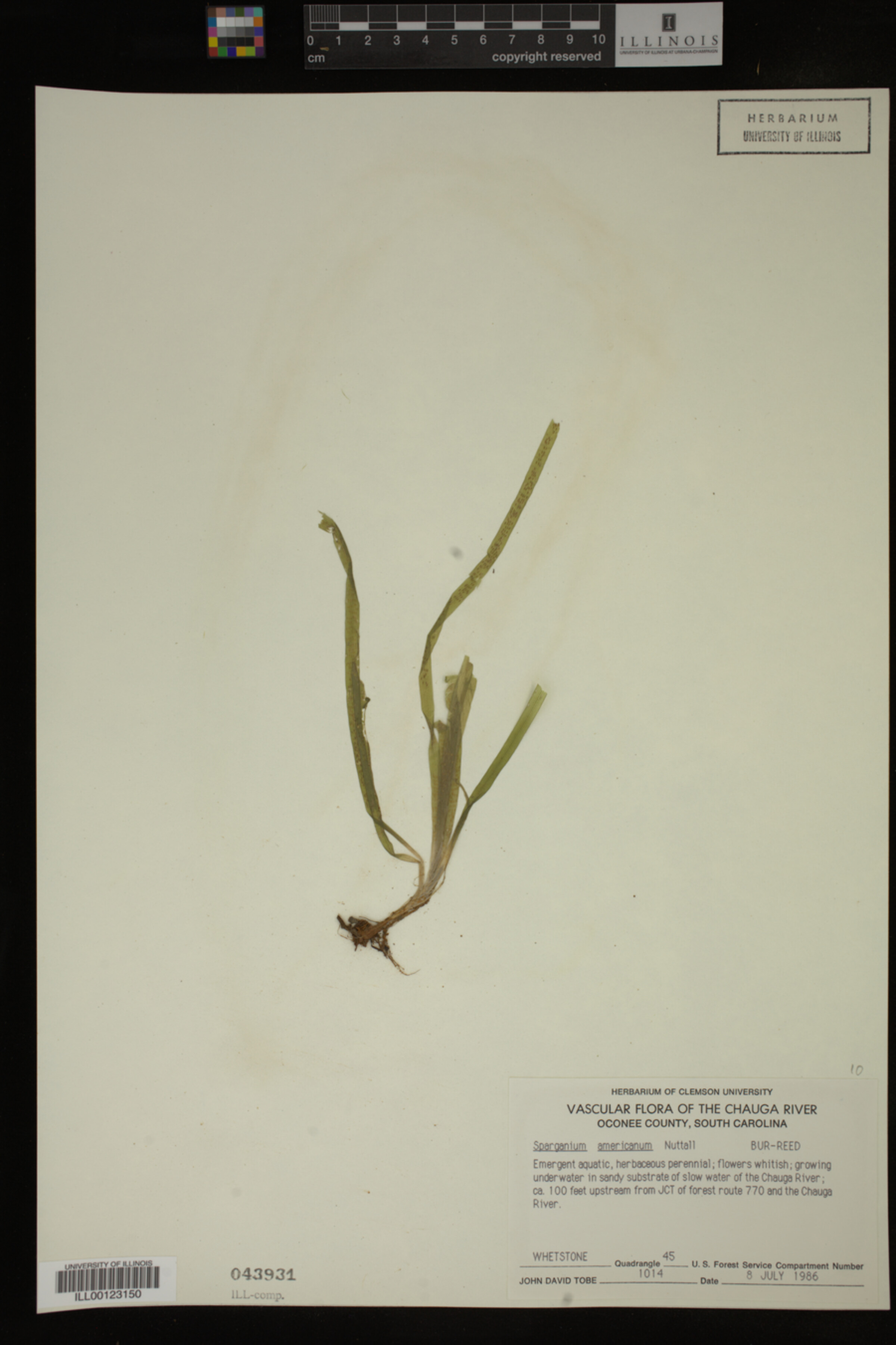 Sparganium americanum image