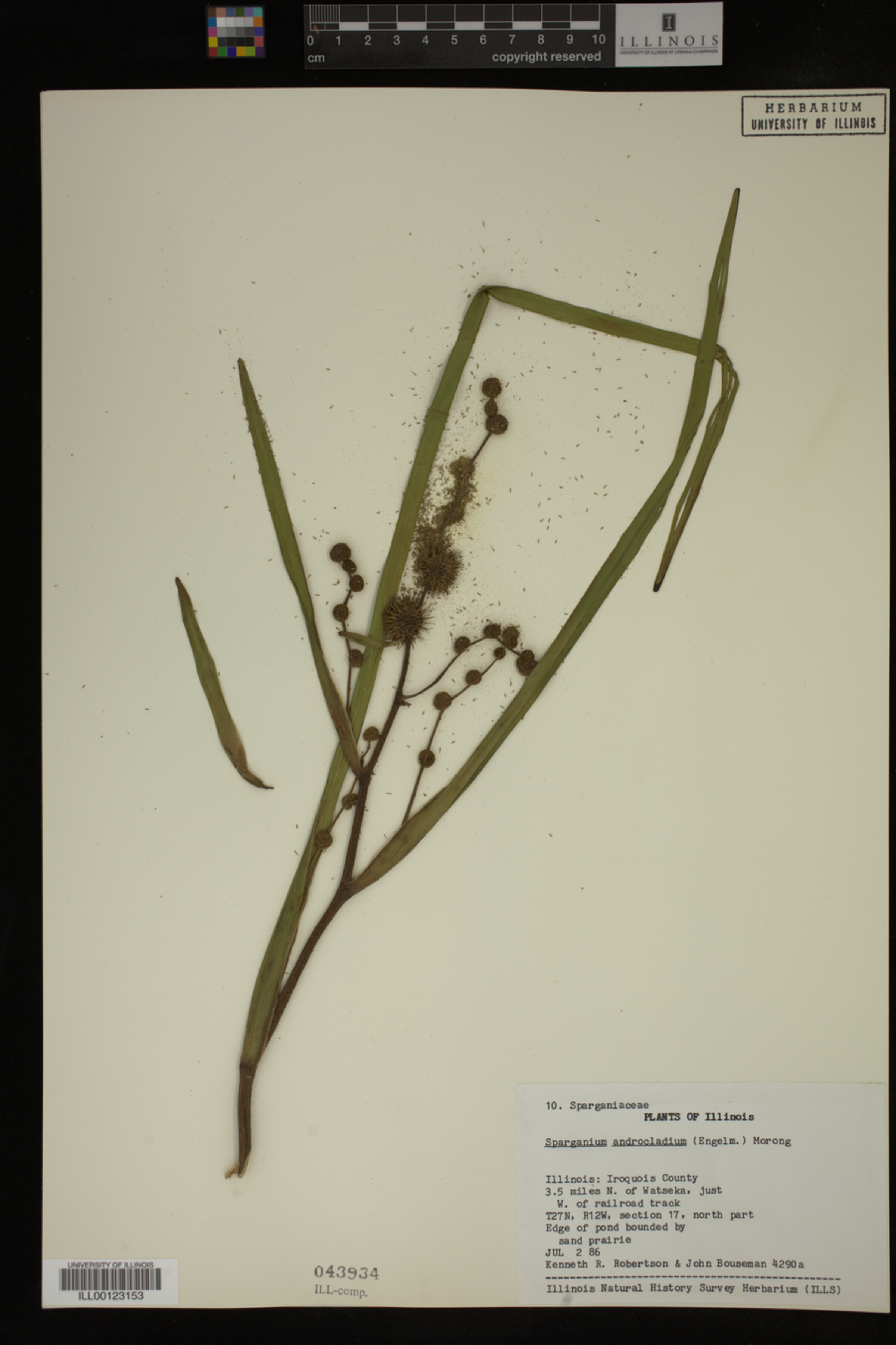 Sparganium androcladum image
