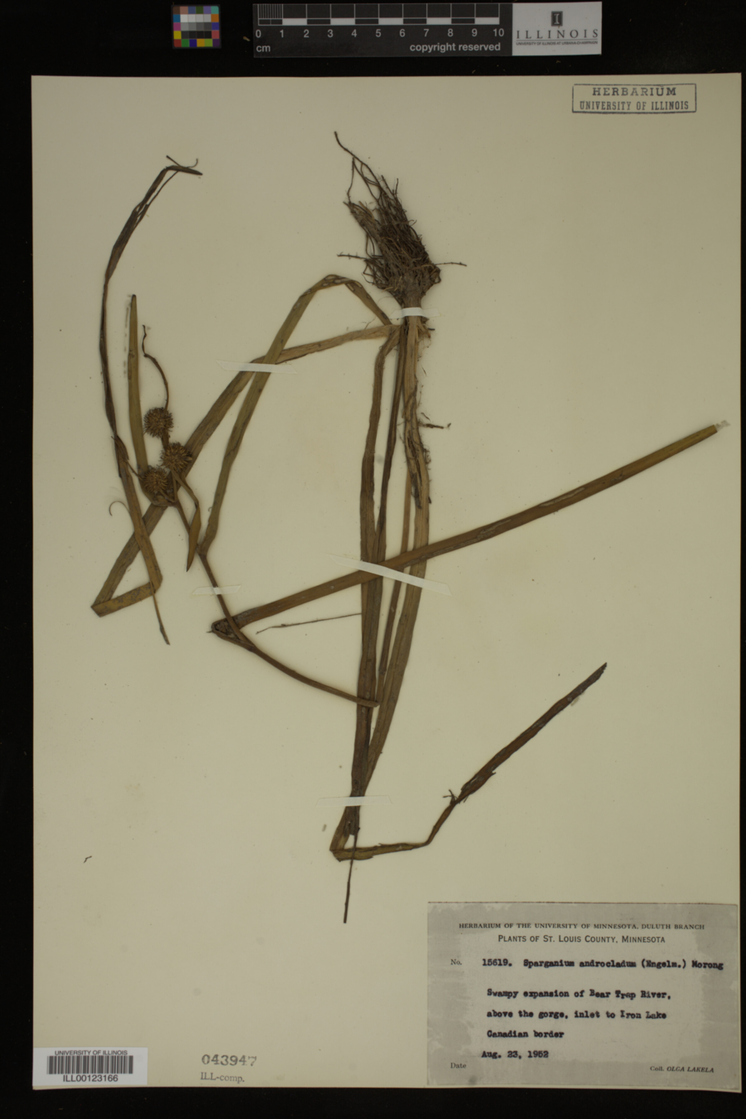 Sparganium androcladum image