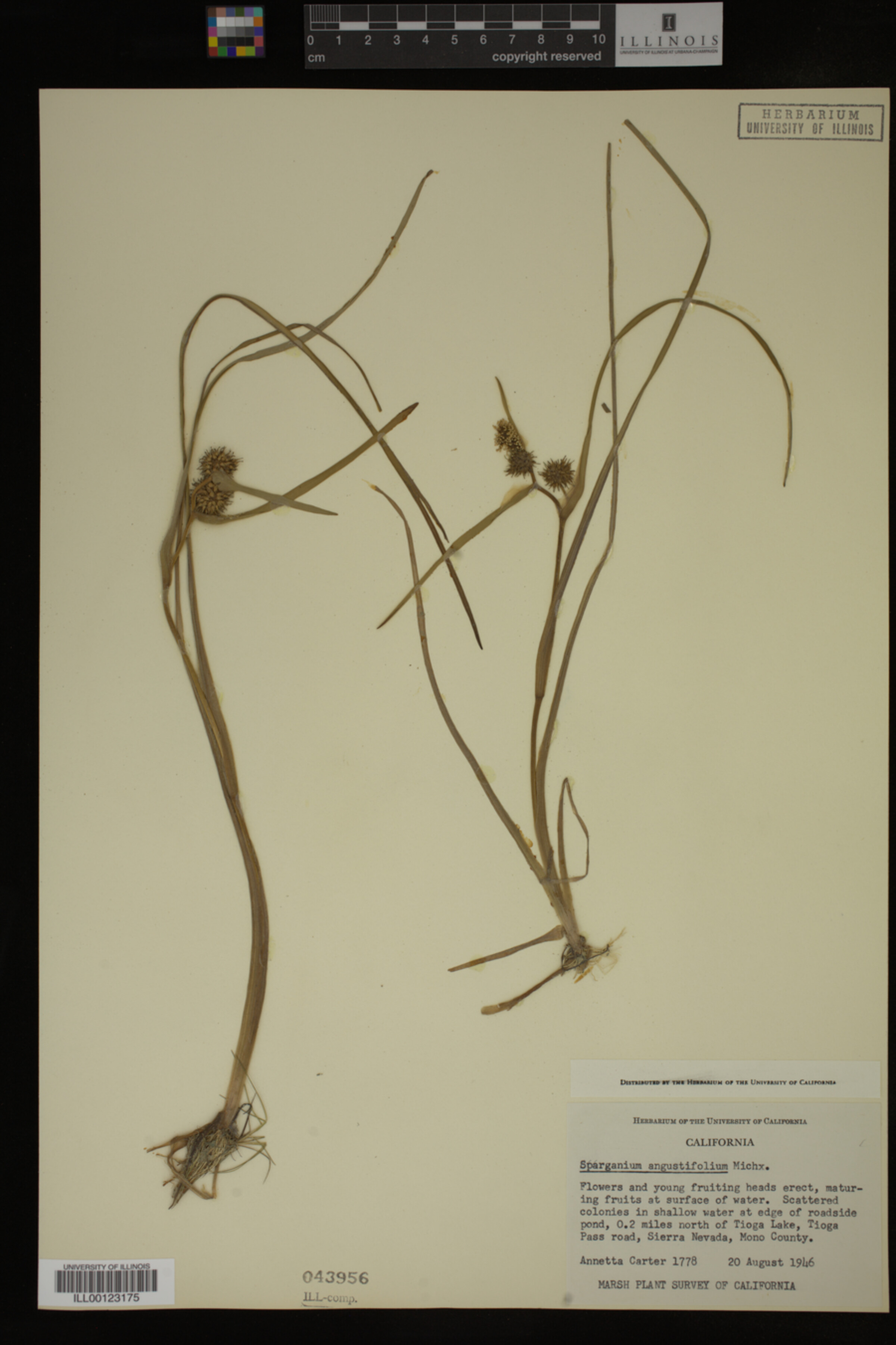 Sparganium angustifolium image