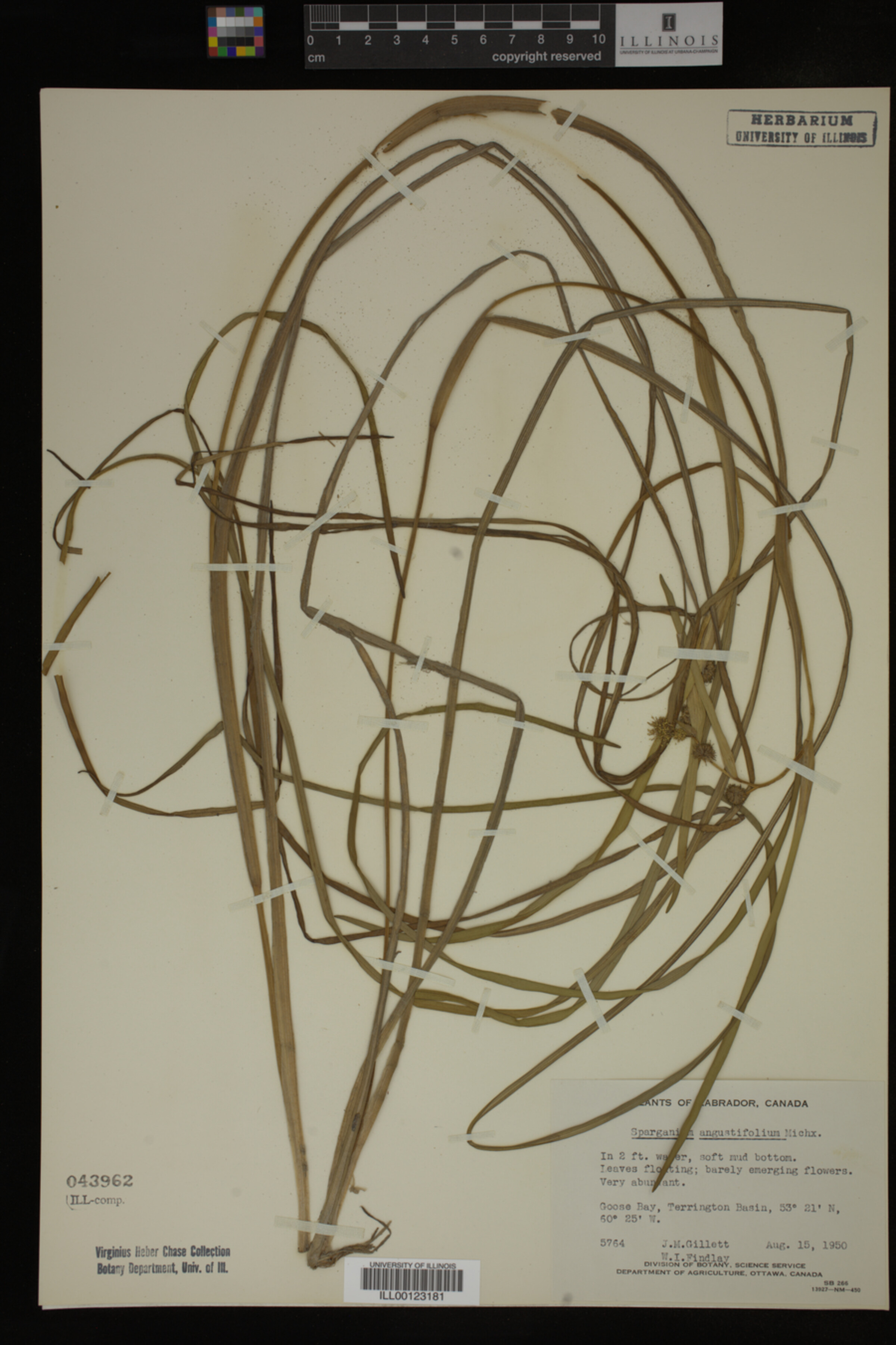 Sparganium angustifolium image