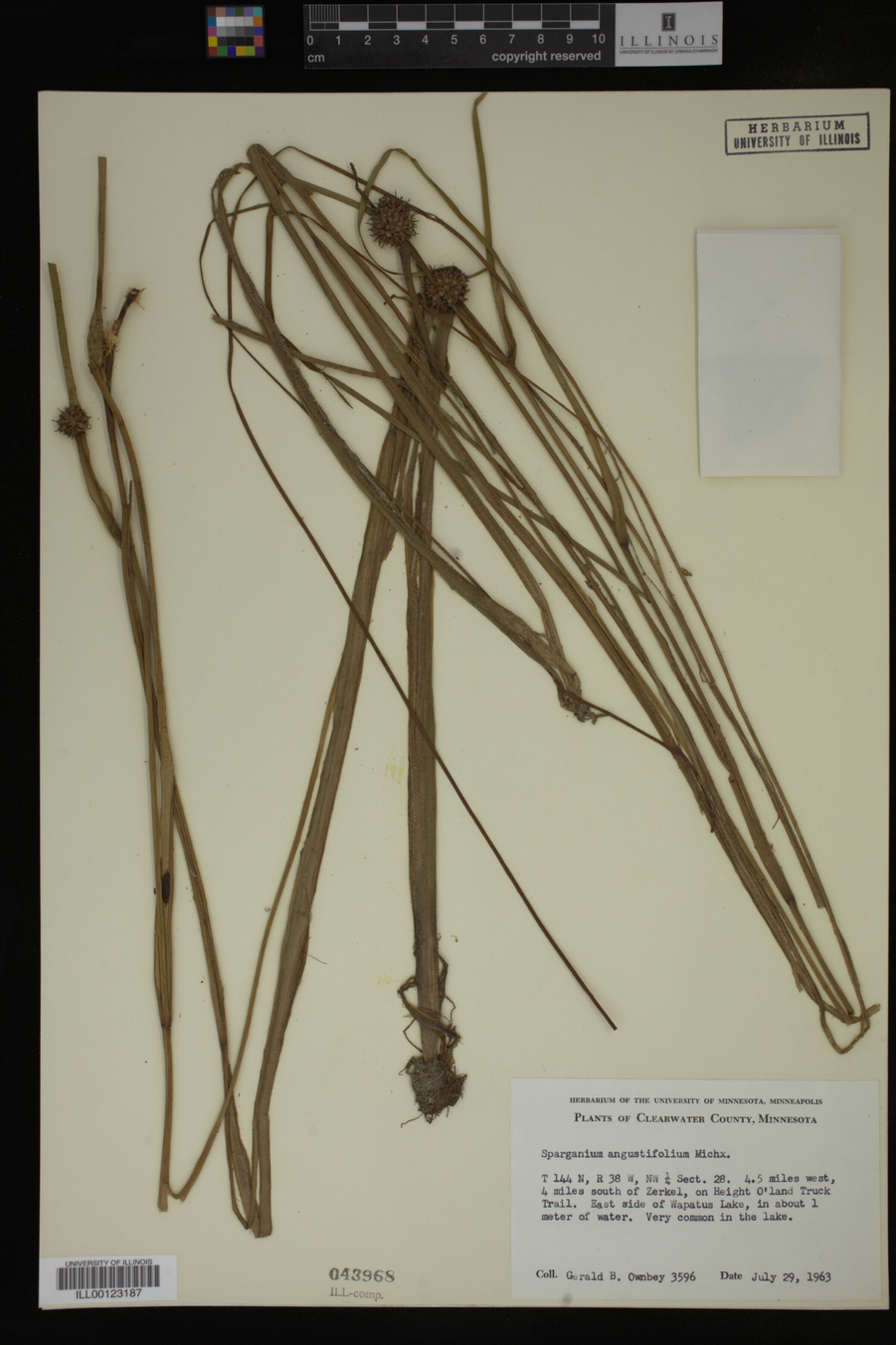 Sparganium angustifolium image