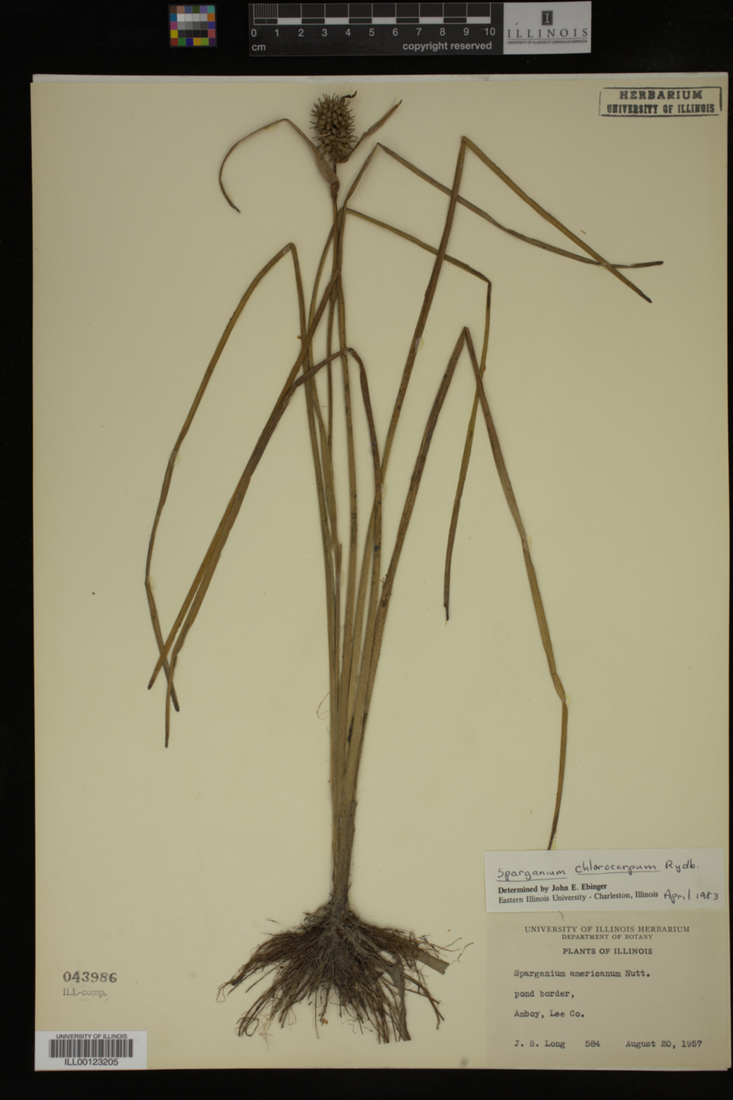 Sparganium chlorocarpum image