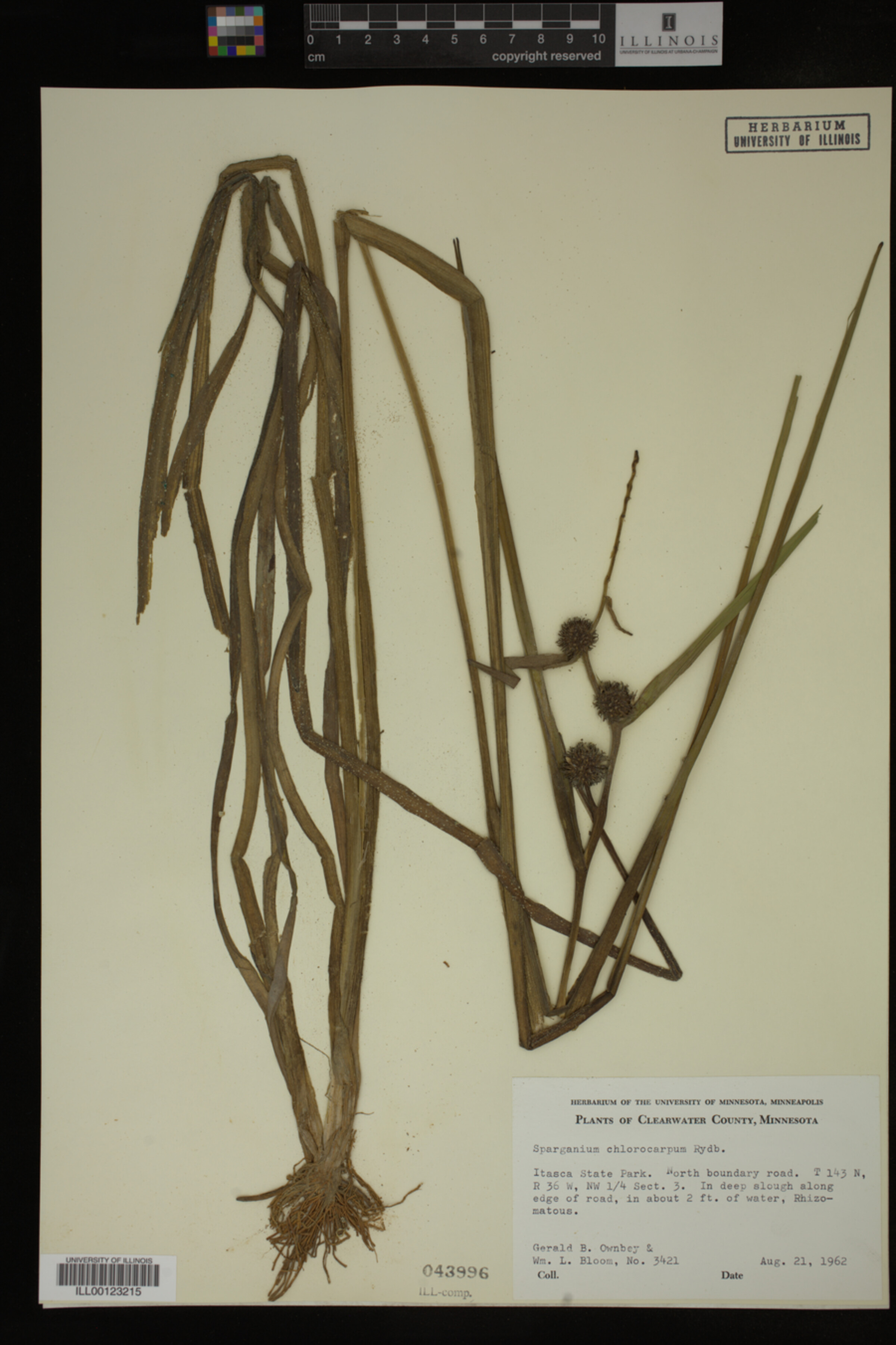 Sparganium chlorocarpum image