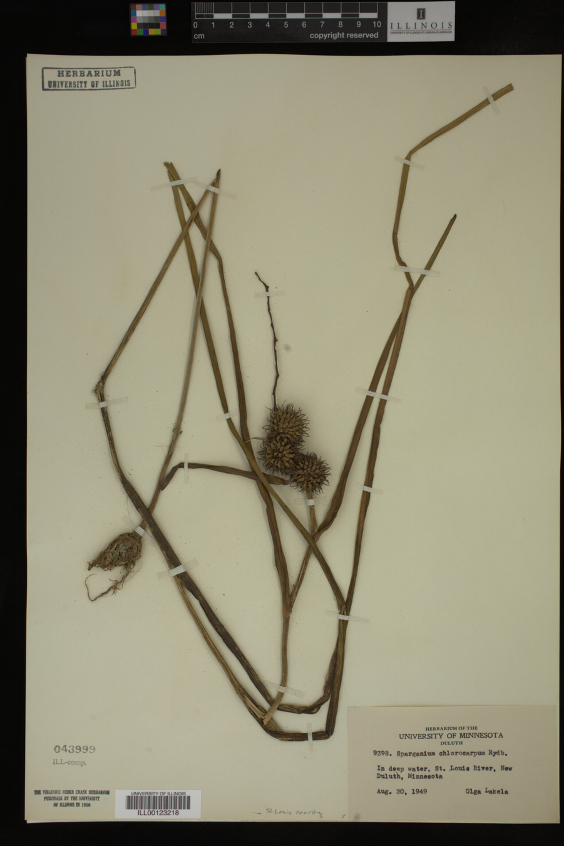 Sparganium chlorocarpum image