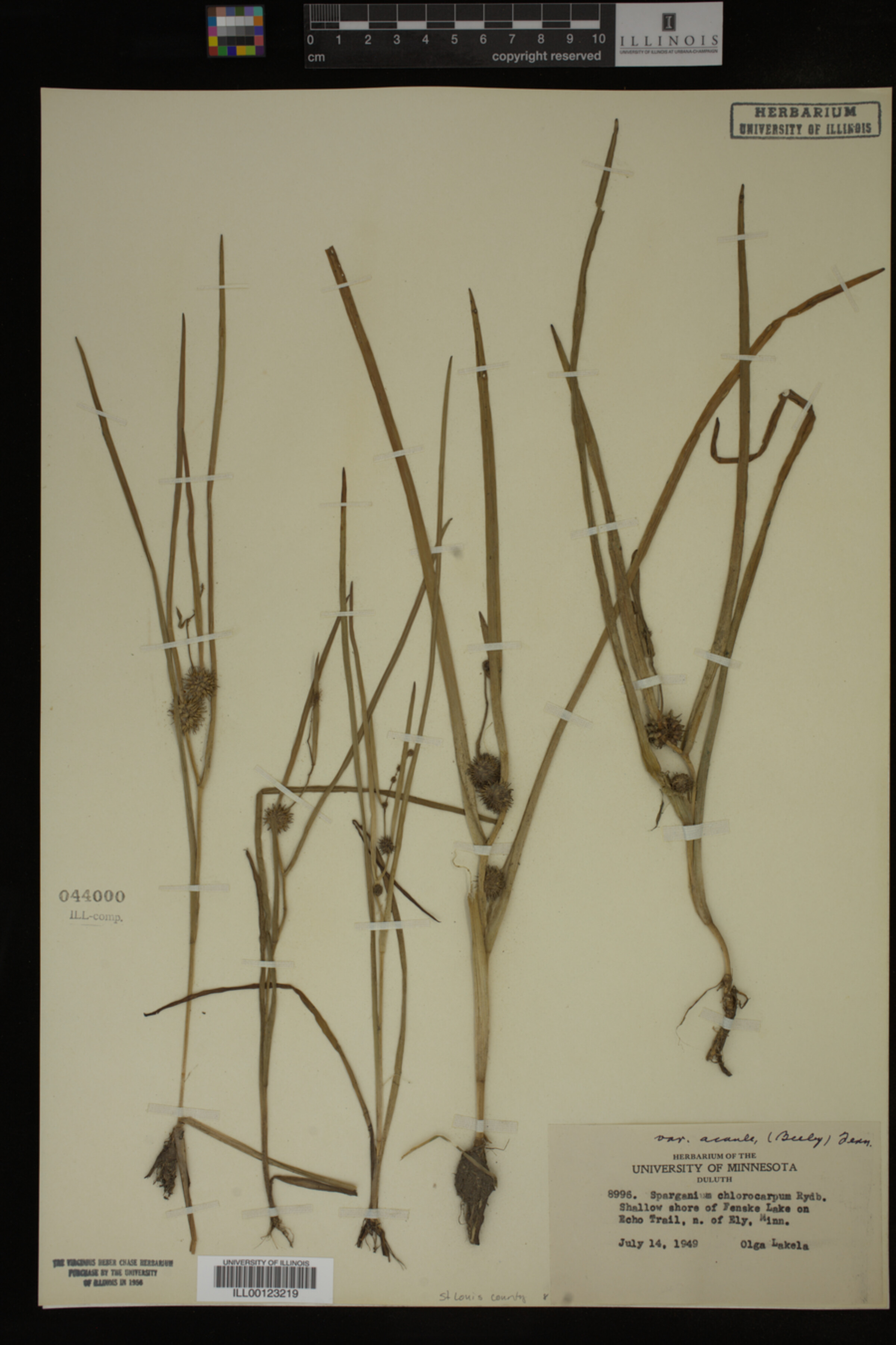 Sparganium chlorocarpum image