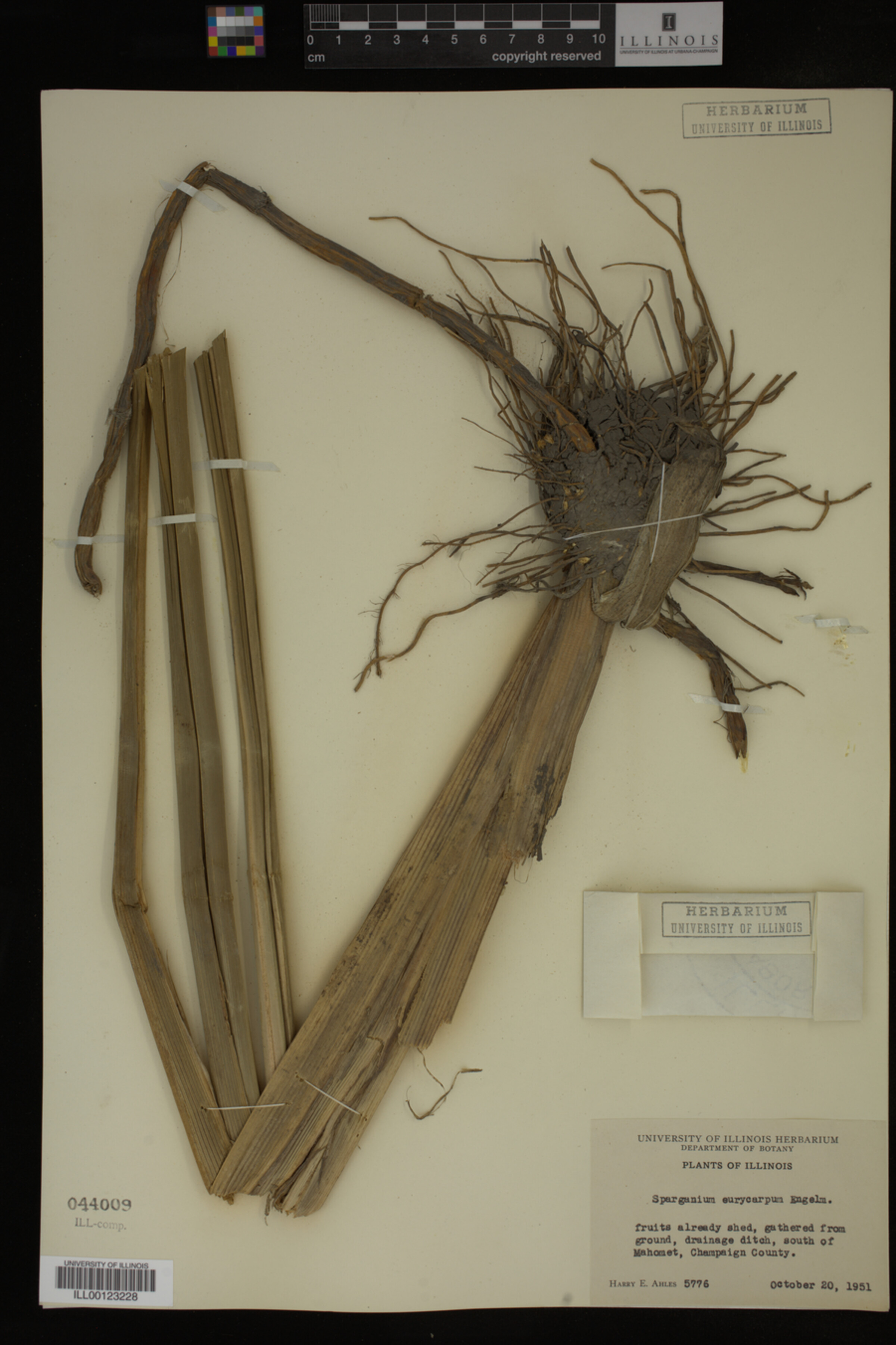 Sparganium image