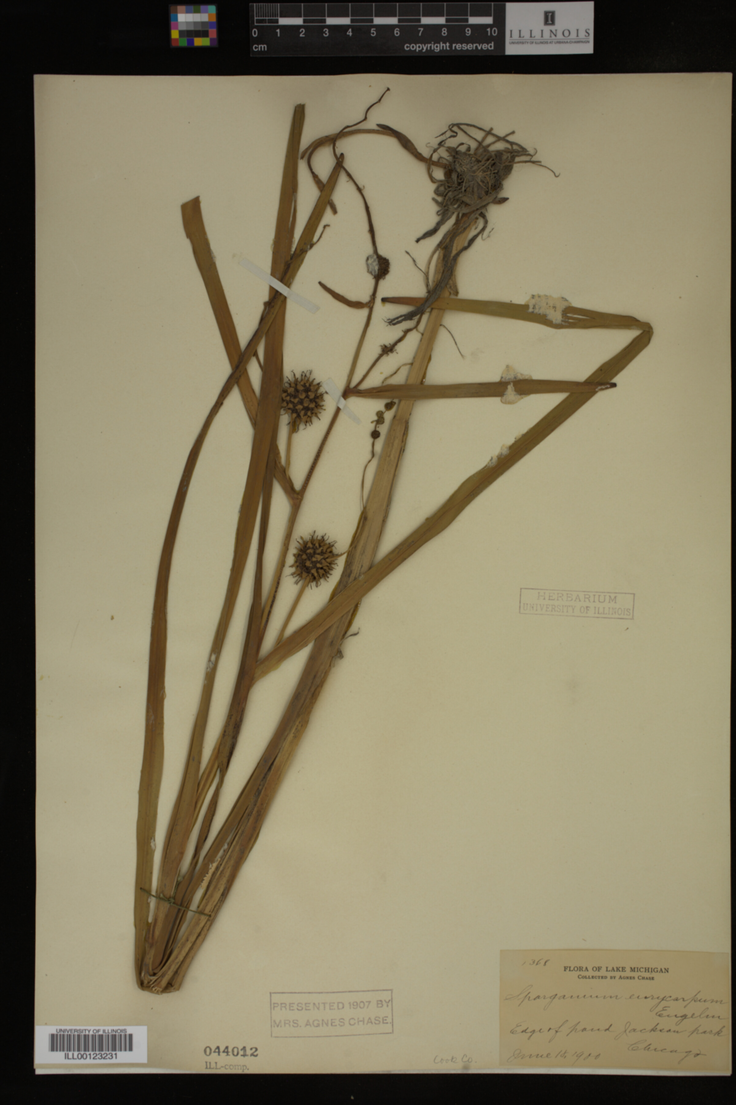 Sparganium image