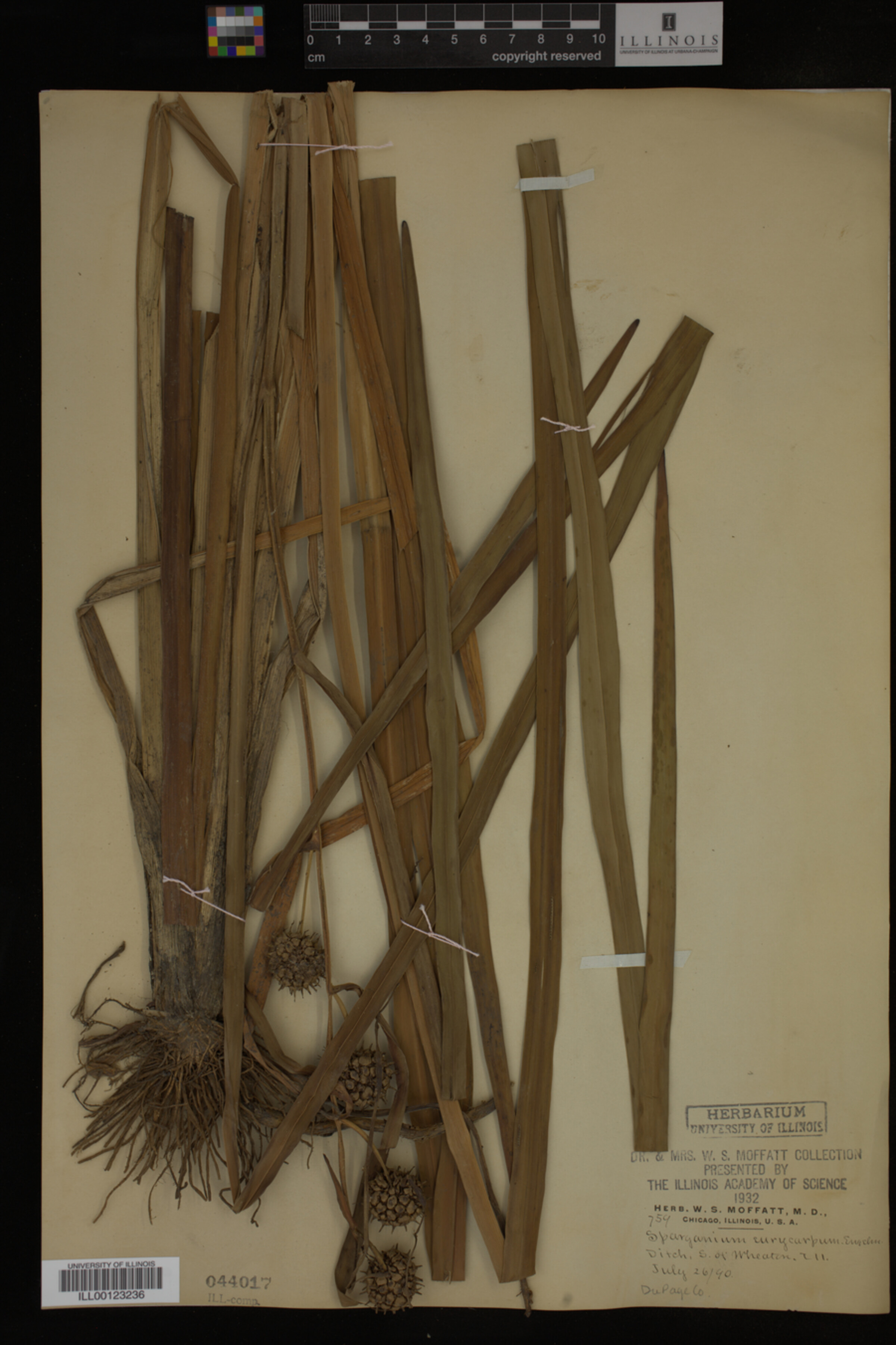 Sparganium image