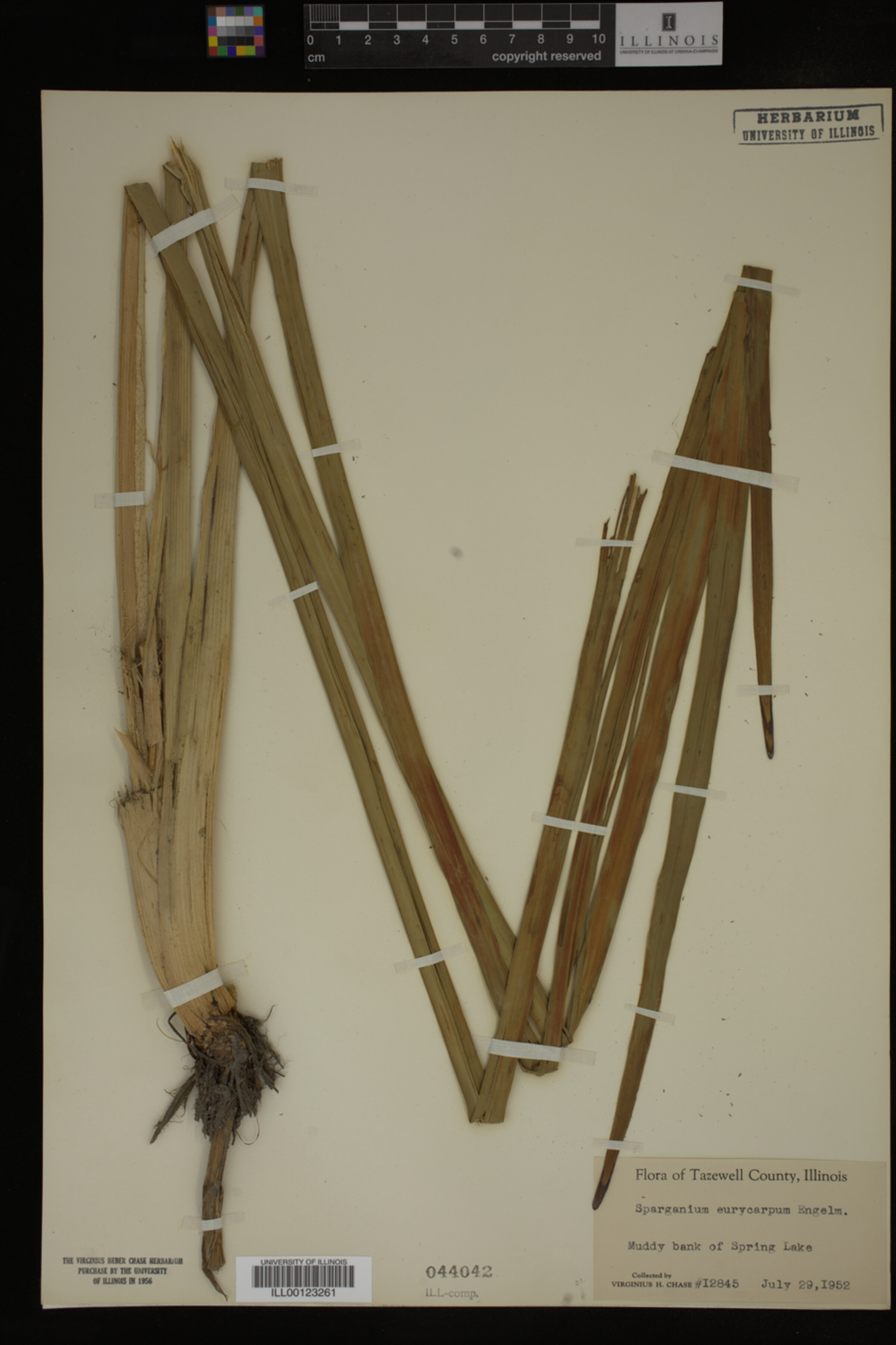 Sparganium eurycarpum image