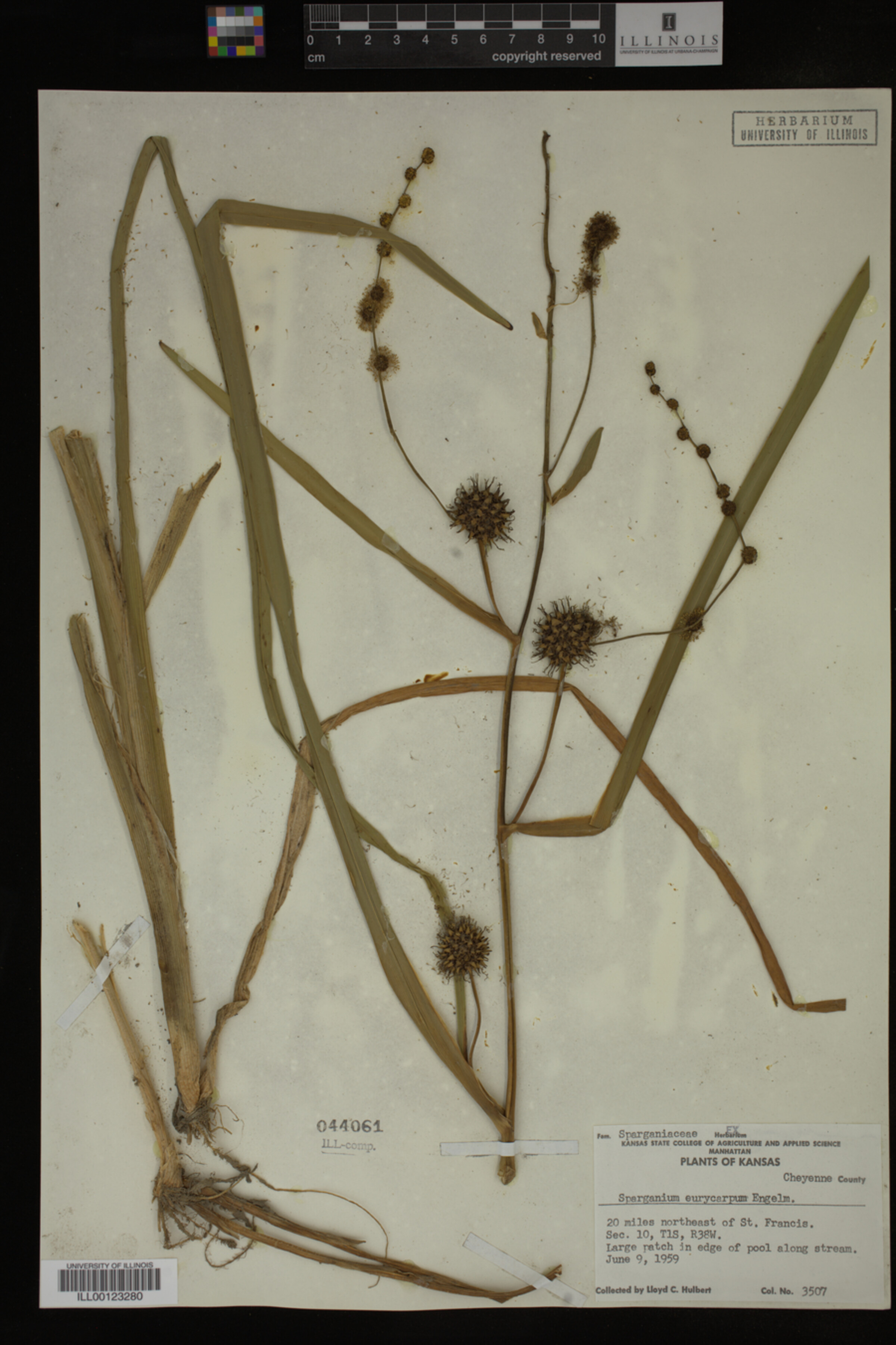 Sparganium eurycarpum image