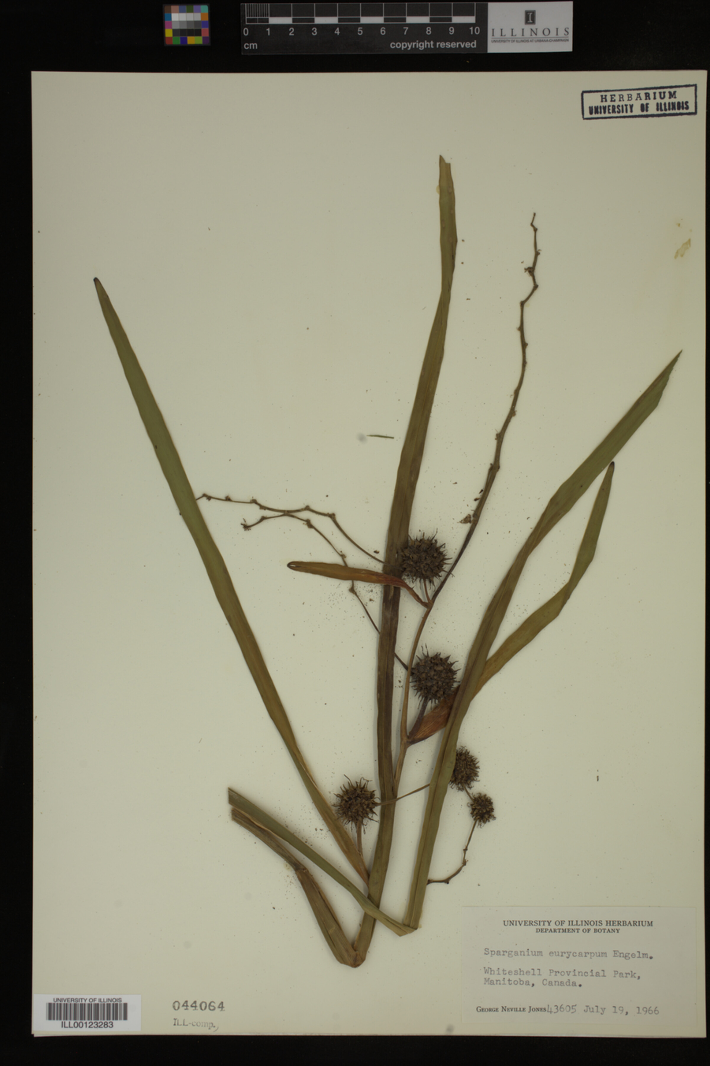 Sparganium image