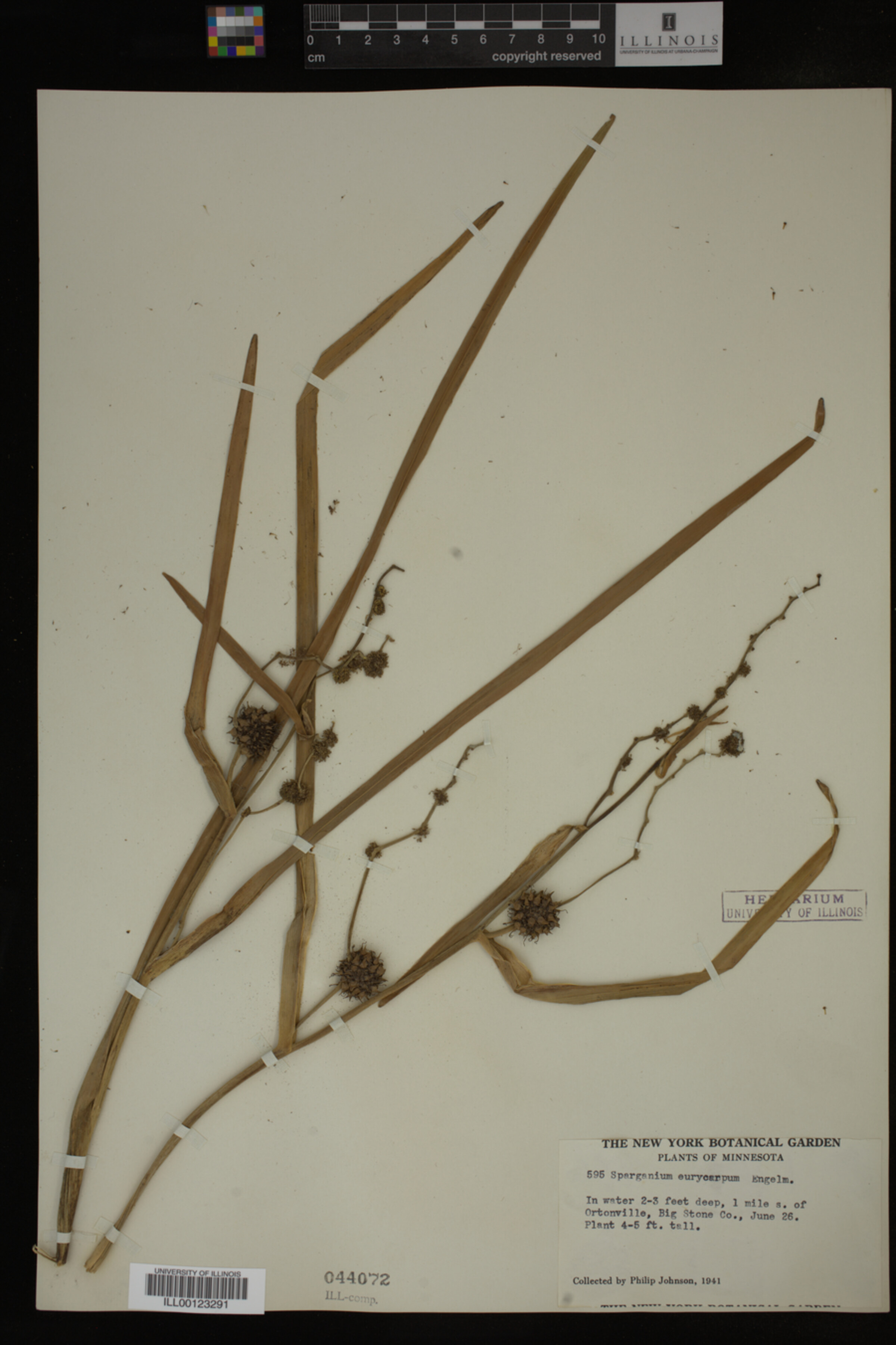 Sparganium eurycarpum image