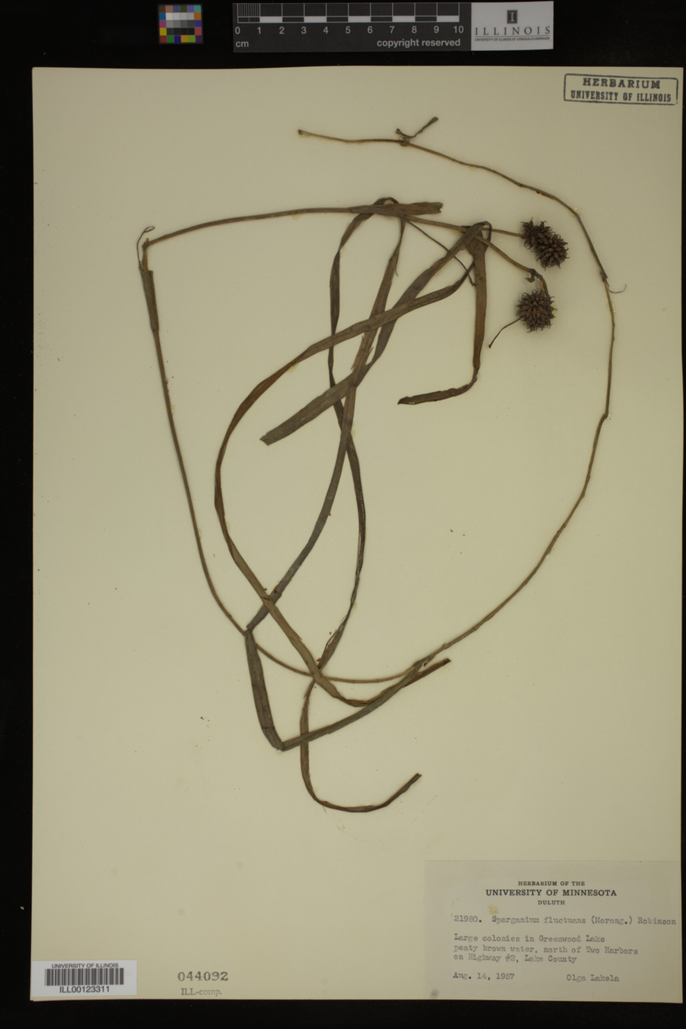 Sparganium fluctuans image