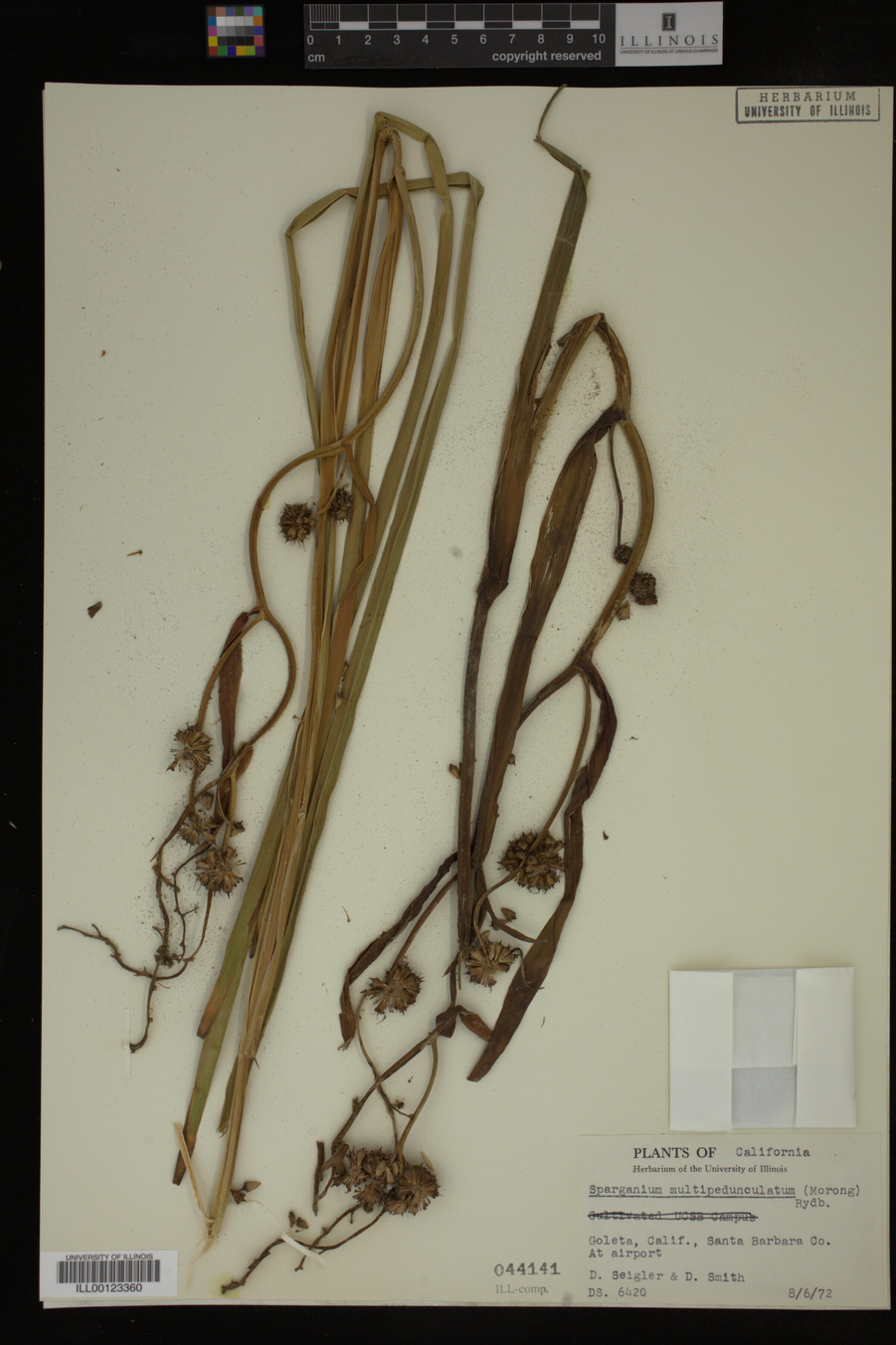 Sparganium multipedunculatum image