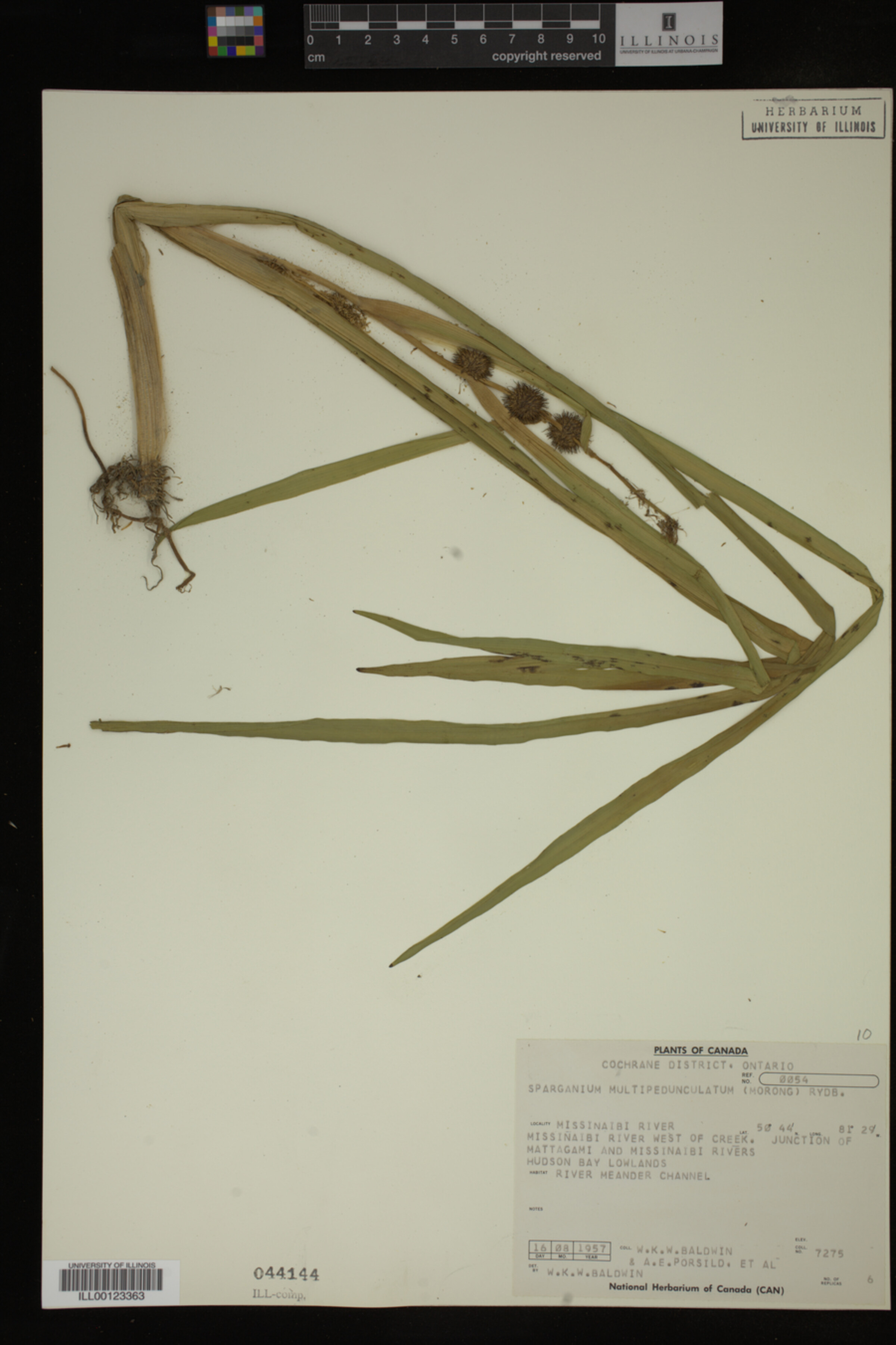 Sparganium multipedunculatum image