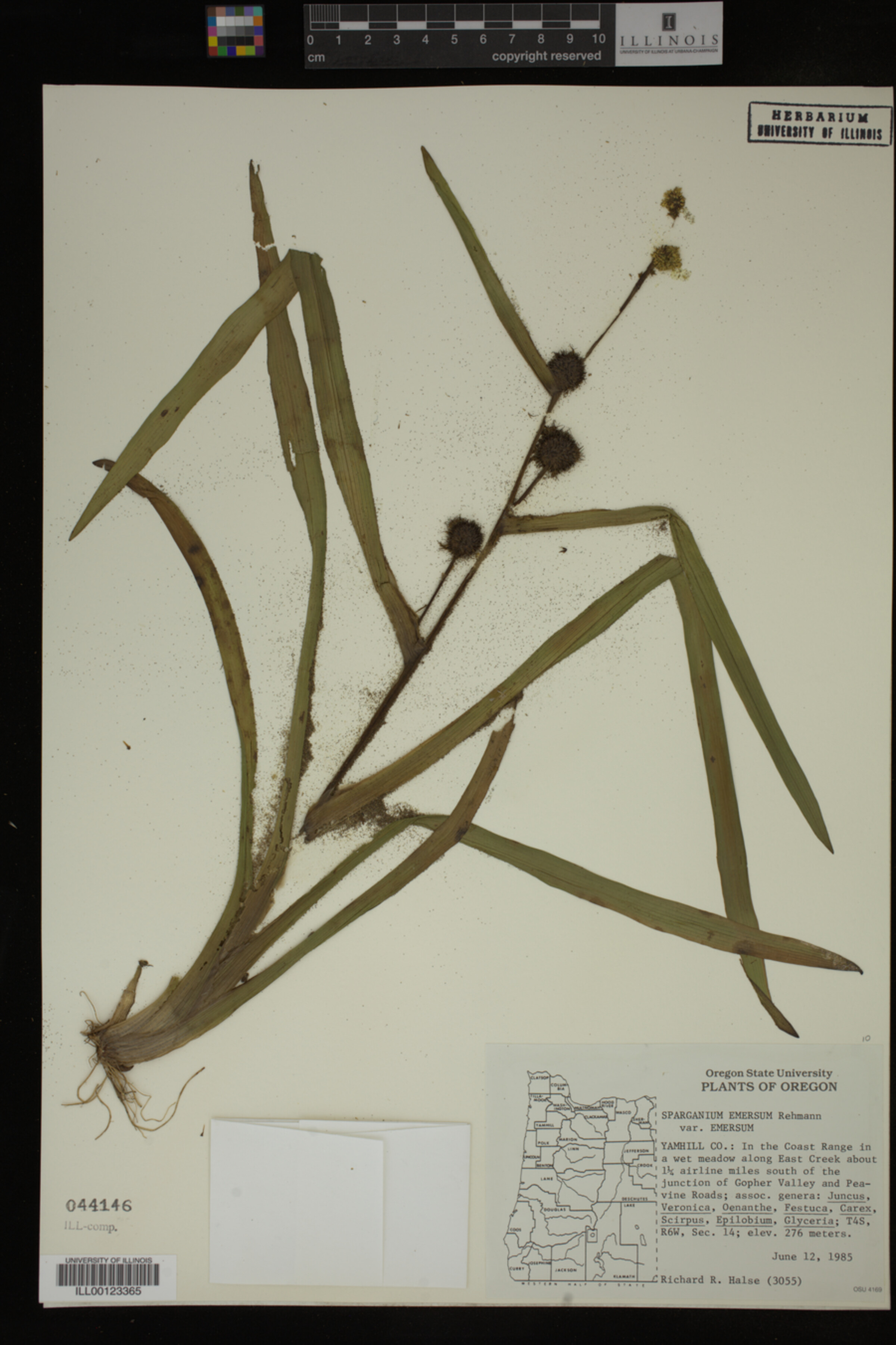 Sparganium emersum image